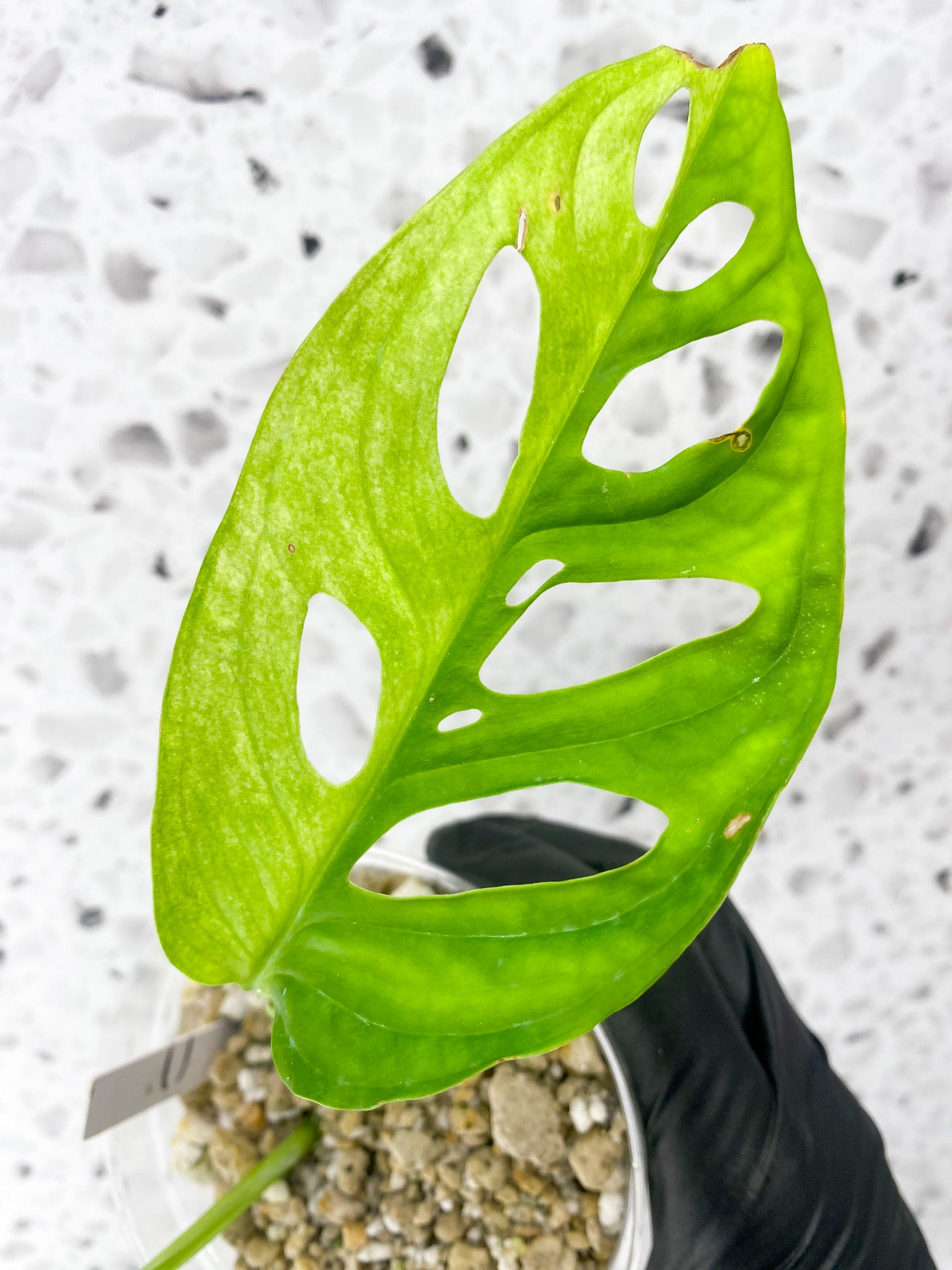 Monstera Adansonii Japanese Tricolor 2 leaves