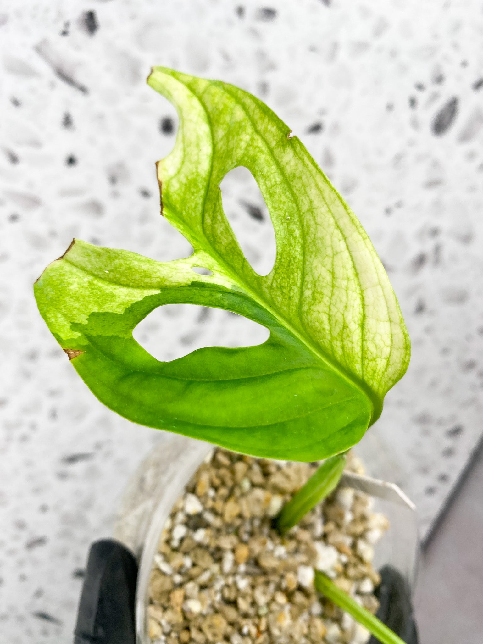 Monstera Adansonii Japanese Tricolor 2 leaves