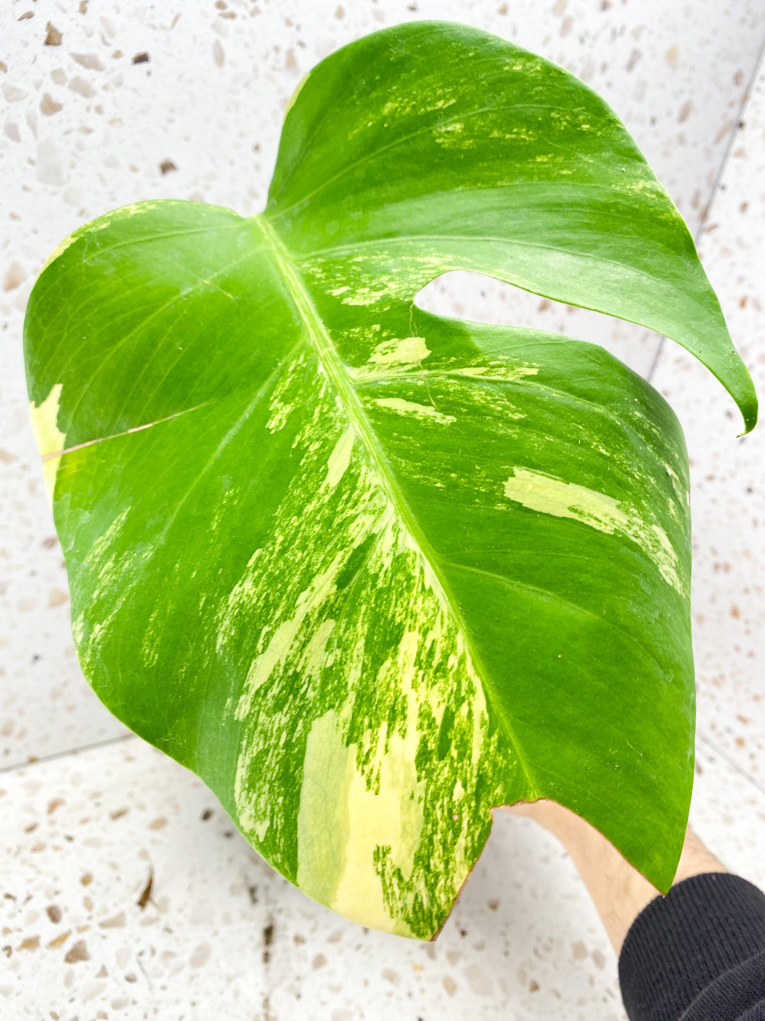 Monstera Aurea Tricolor Variegated 1 leaf for Gabriela – Leafy Soulmates