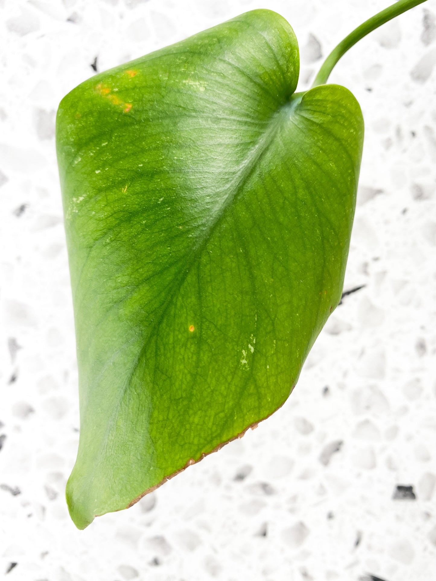 Monstera White Monster 1 leaf