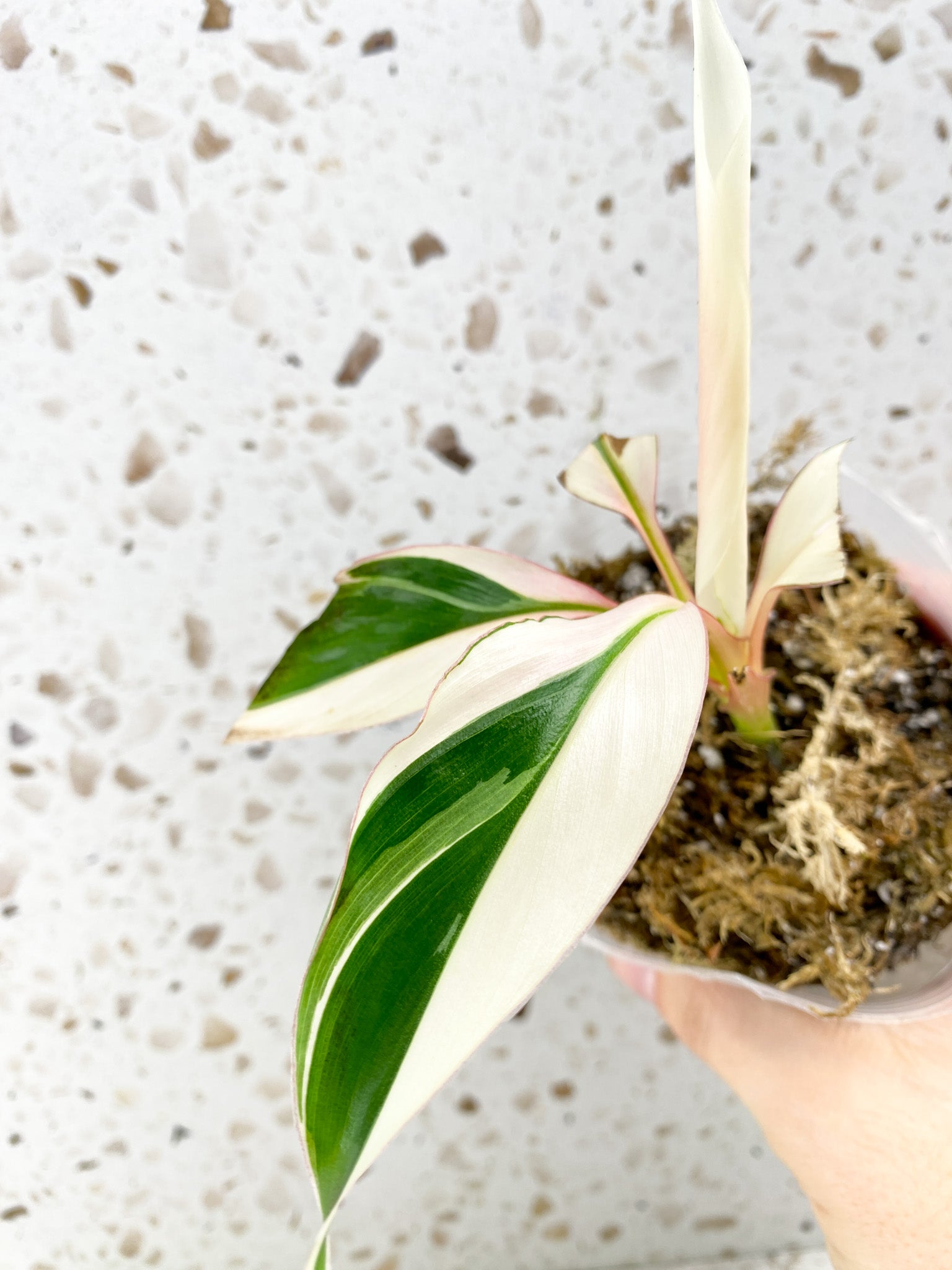 Musa Nono (pink variegated banana) highly variegated baby plant