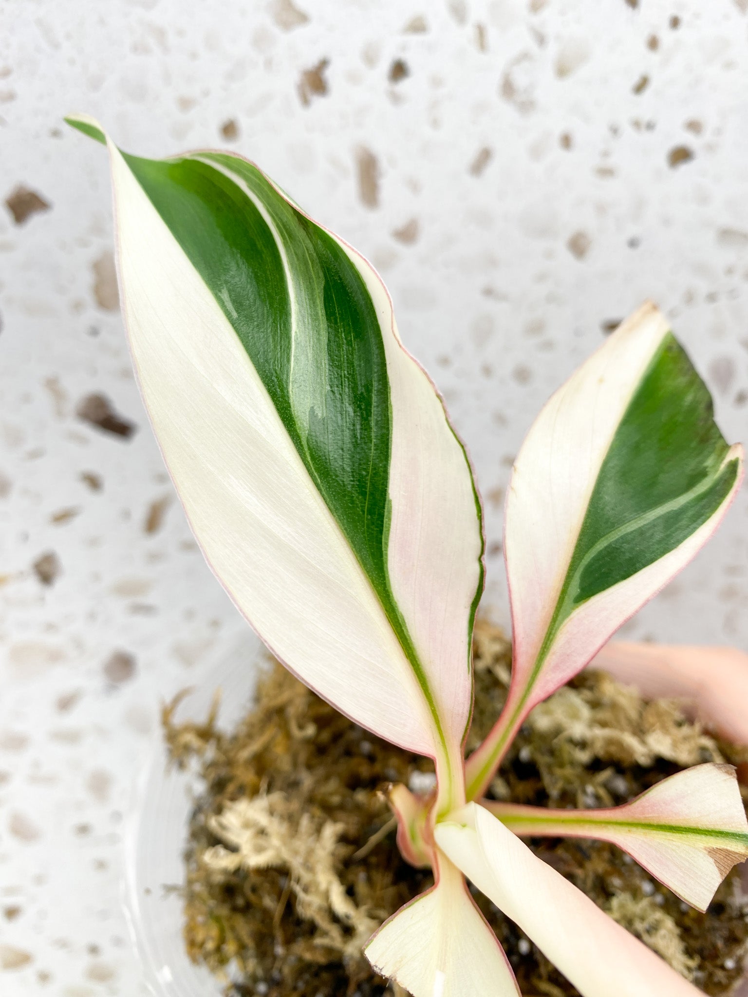 Musa Nono (pink variegated banana) highly variegated baby plant