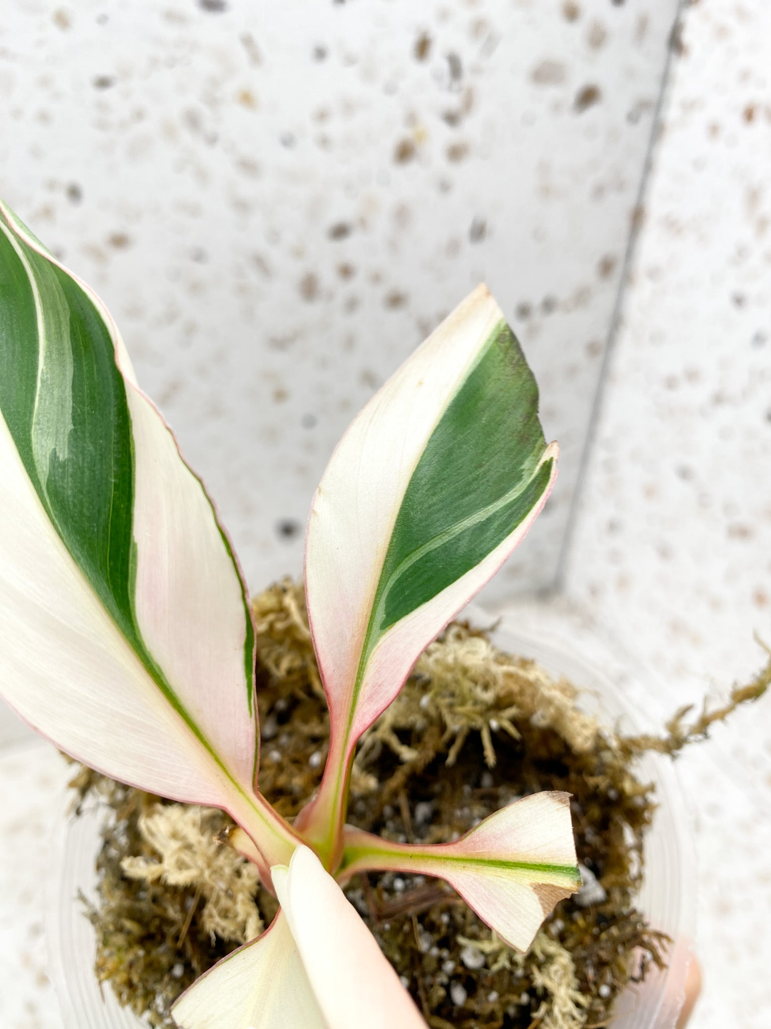 Musa Nono (pink variegated banana) highly variegated baby plant