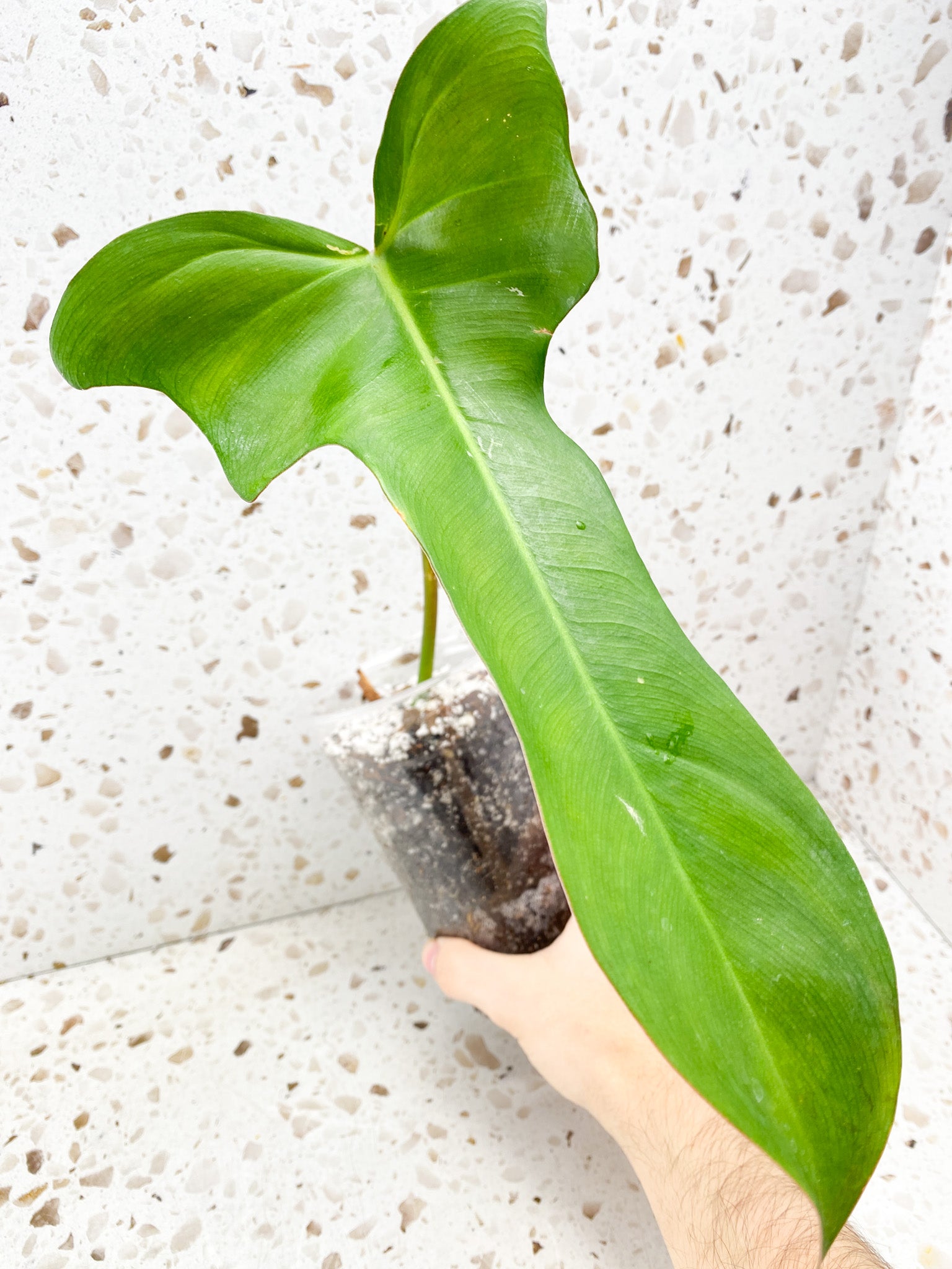 Philodendron Longilobatum Lelano Miyano 1 leaf 1 growing bud