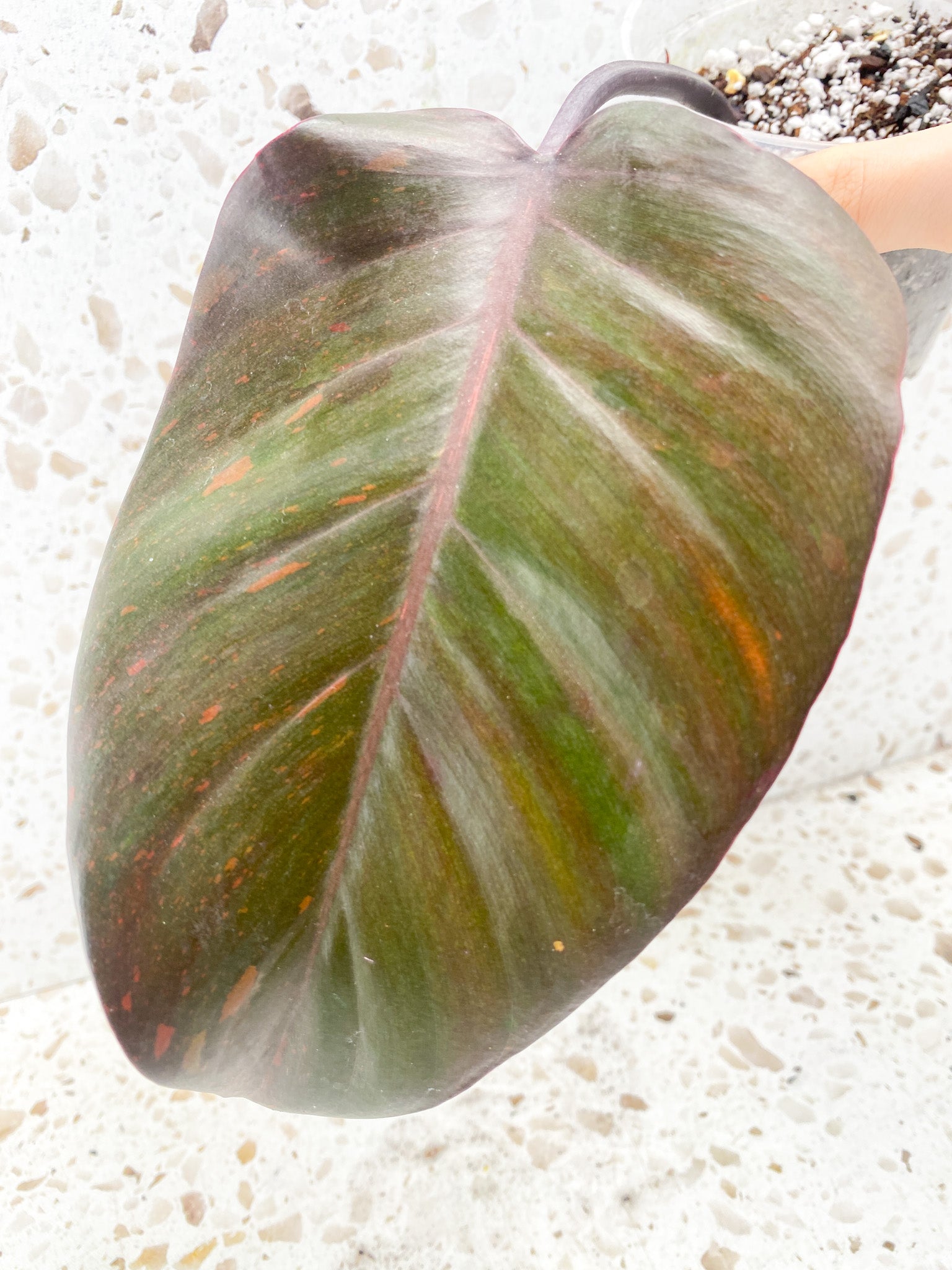 Philodendron Orange Princess 1 leaf