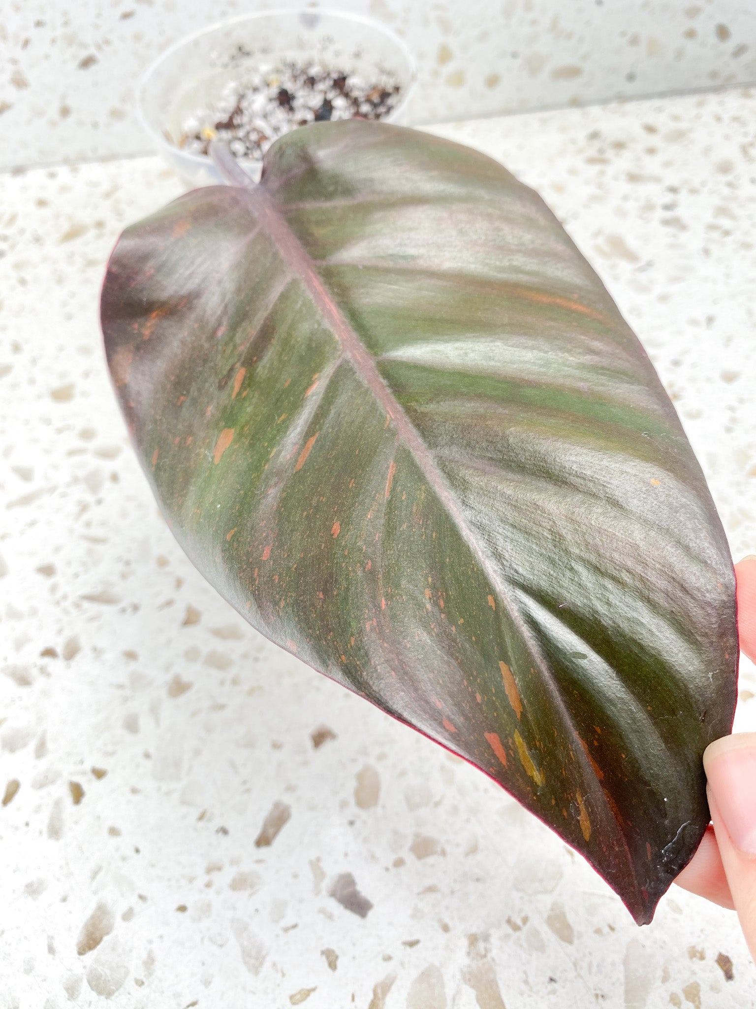 Philodendron Orange Princess 1 leaf