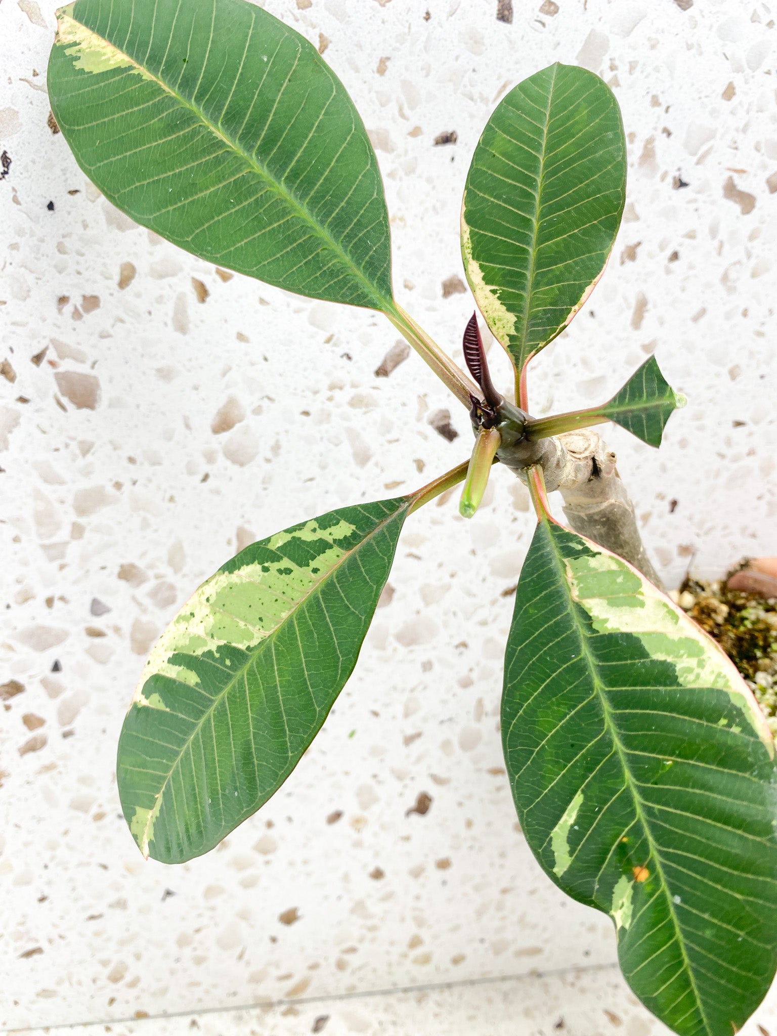 Plumeria Maya Variegated