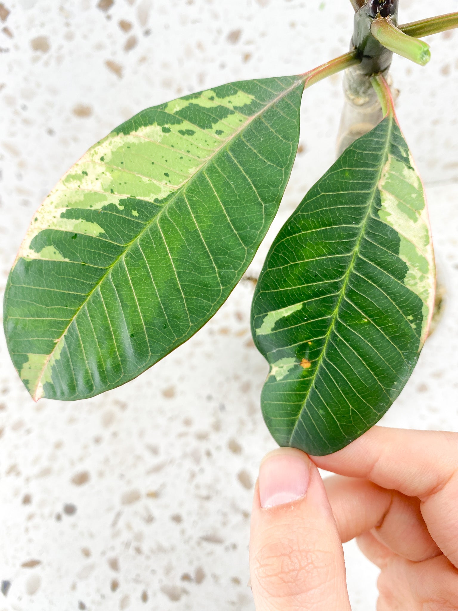 Plumeria Maya Variegated