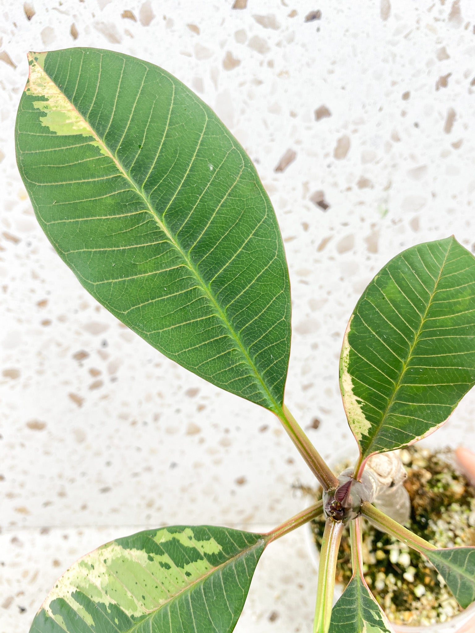 Plumeria Maya Variegated