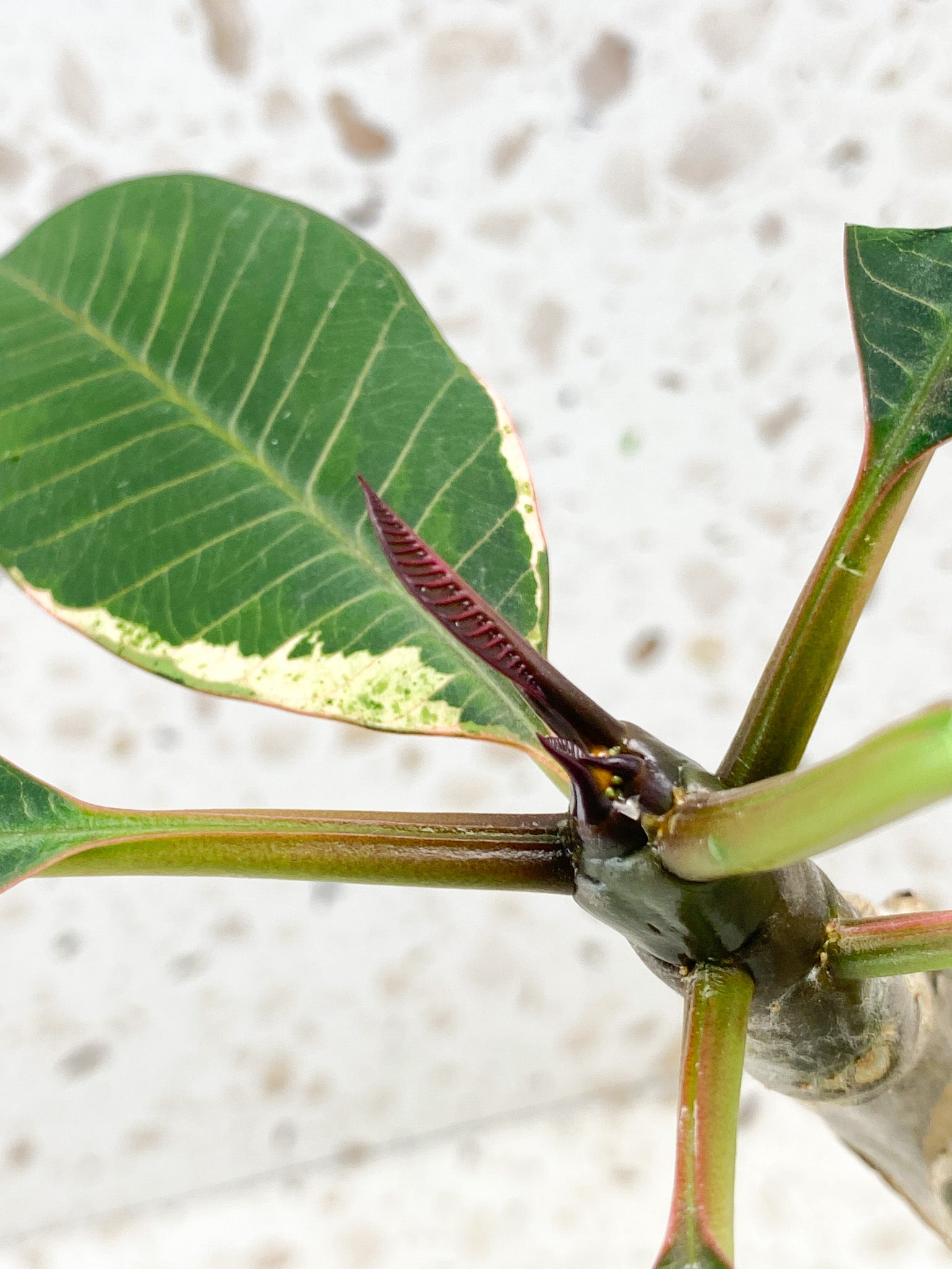 Plumeria Maya Variegated