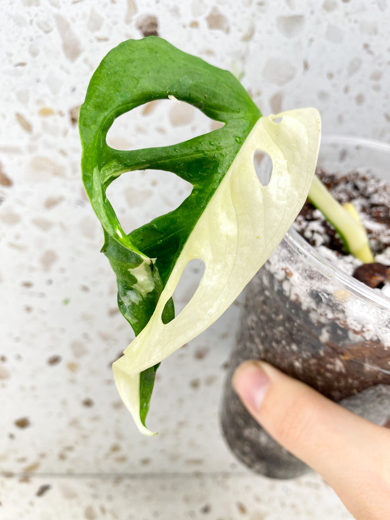 Monstera Adansonii Japanese Tricolor 1 leaf half moon variegation