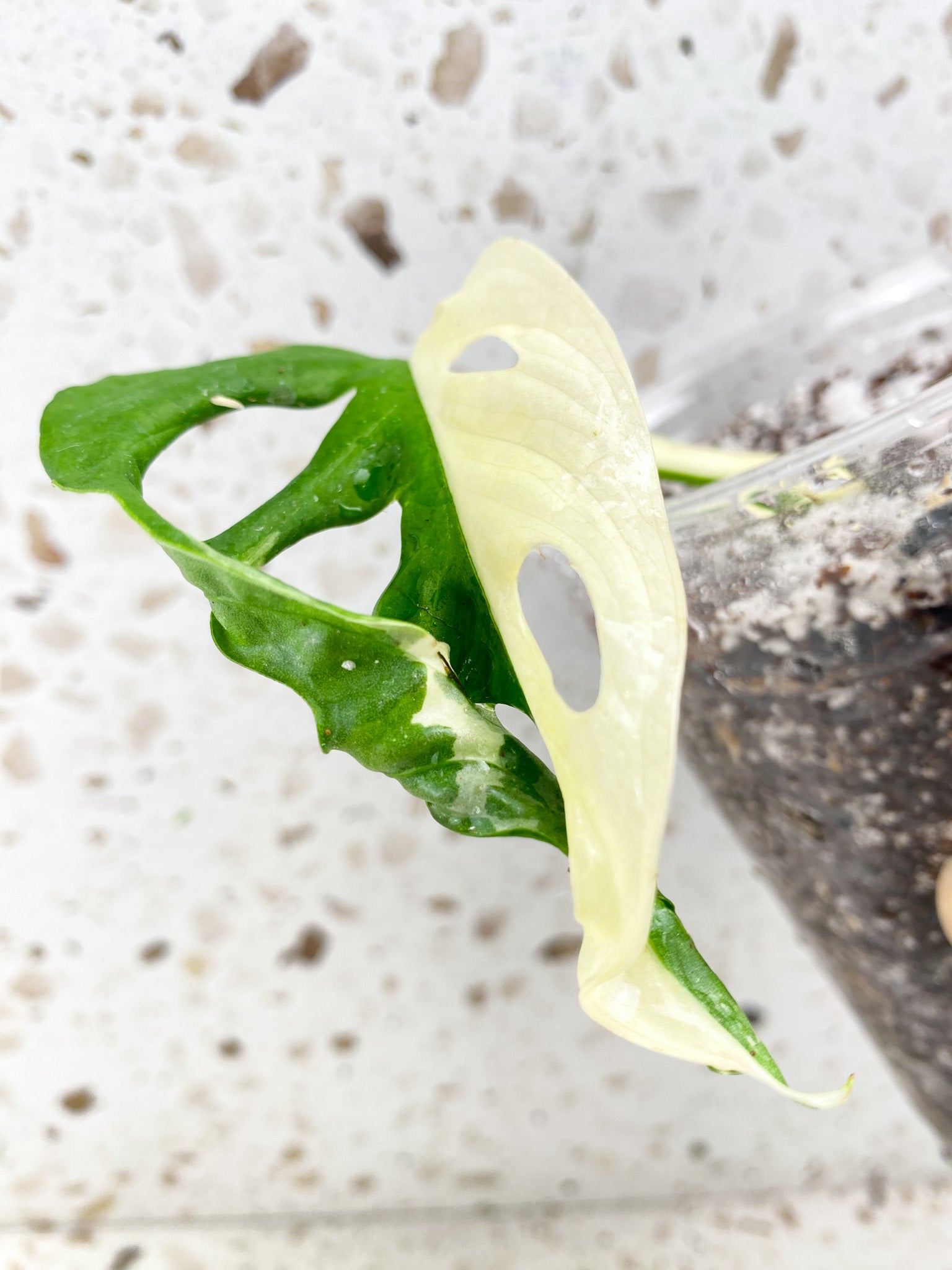 Monstera Adansonii Japanese Tricolor 1 leaf half moon variegation