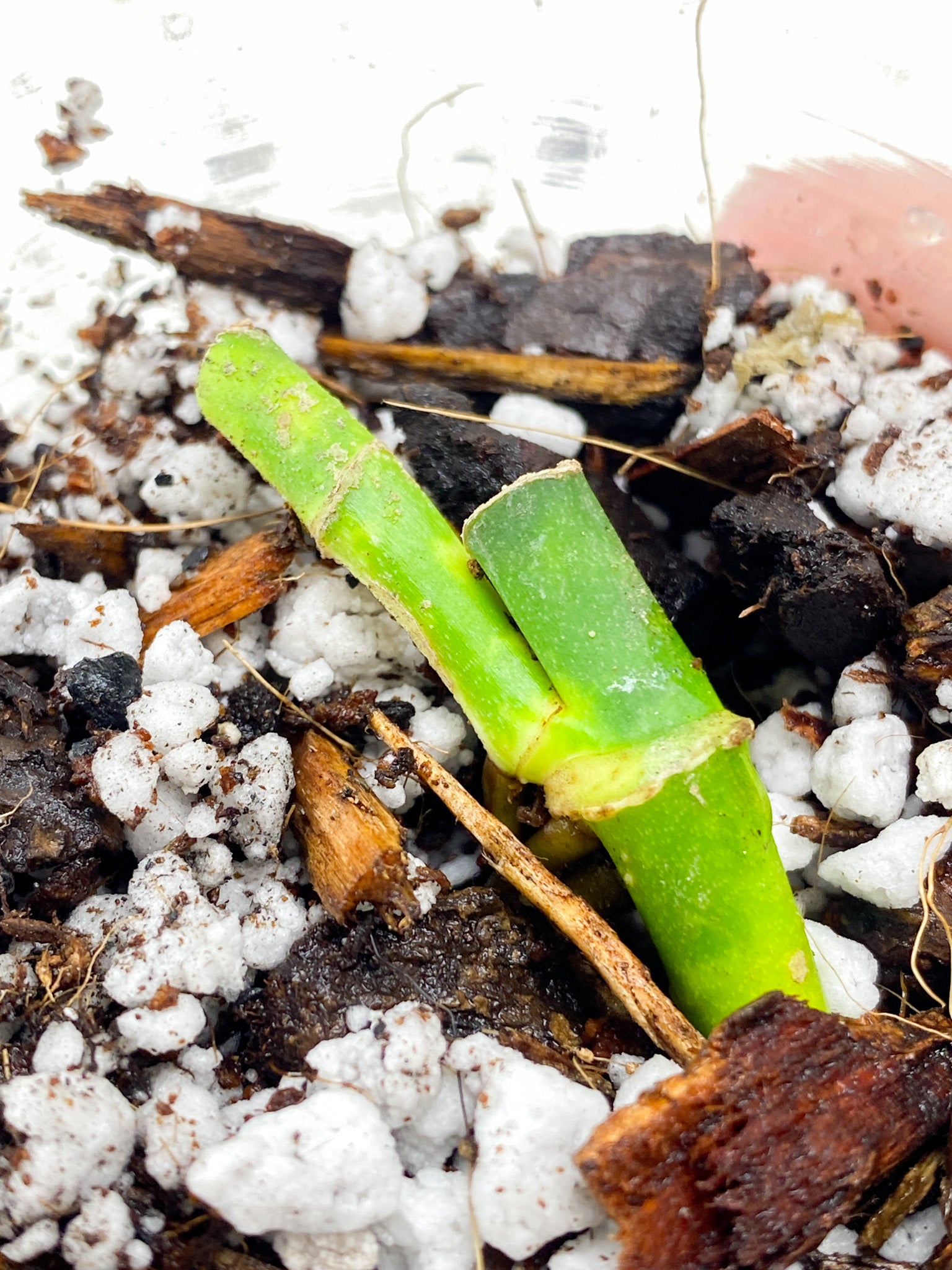 Monstera Adansonii Japanese Tricolor node