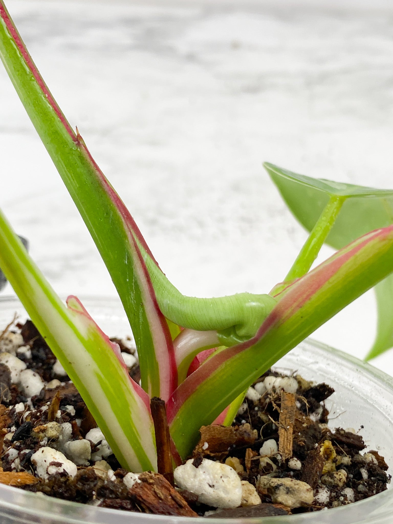 Philodendron White Princess tricolor Rooted