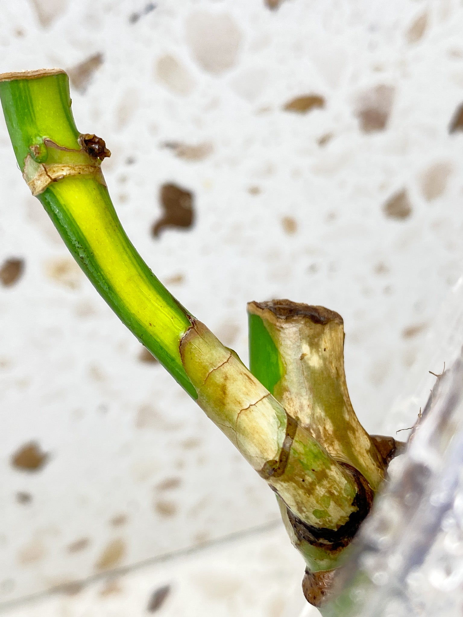 Monstera Aurea Tricolor double node
