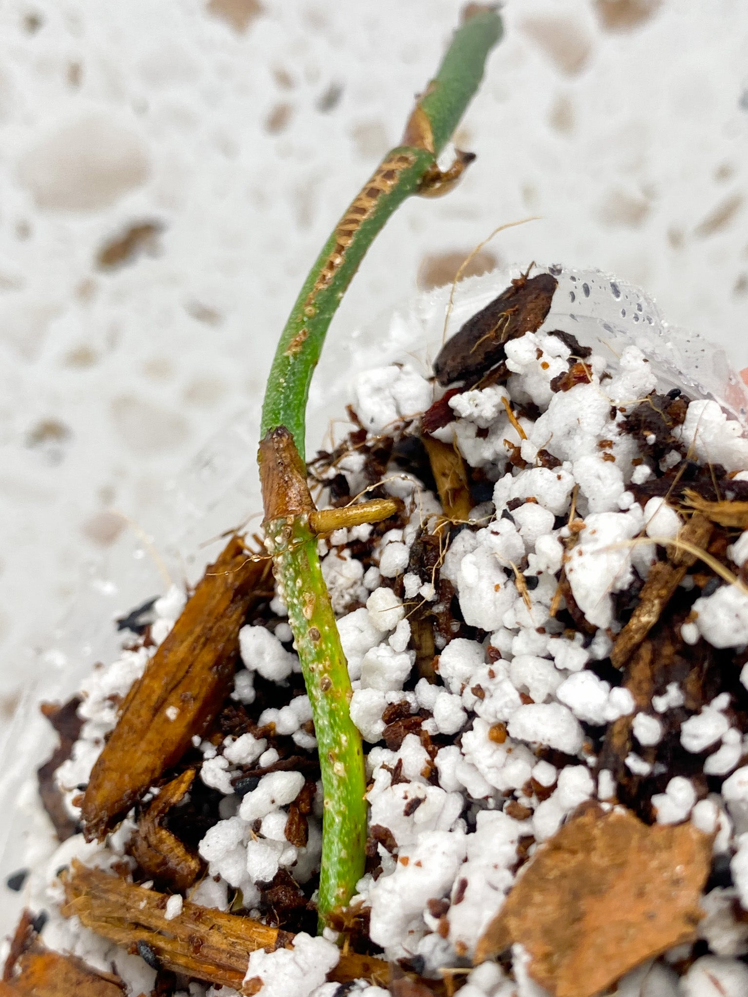 Monstera Dubia node FREE GIFT