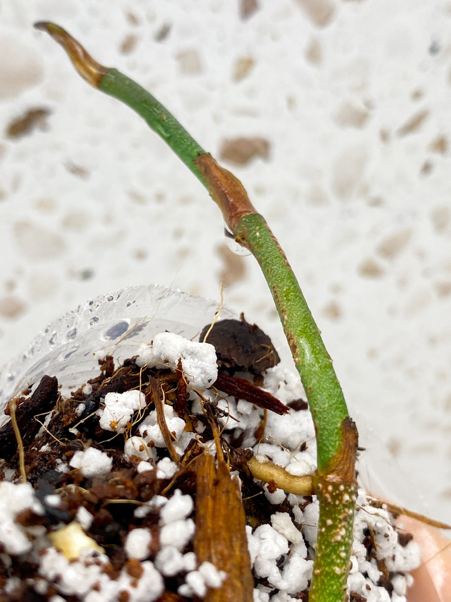 Monstera Dubia node FREE GIFT