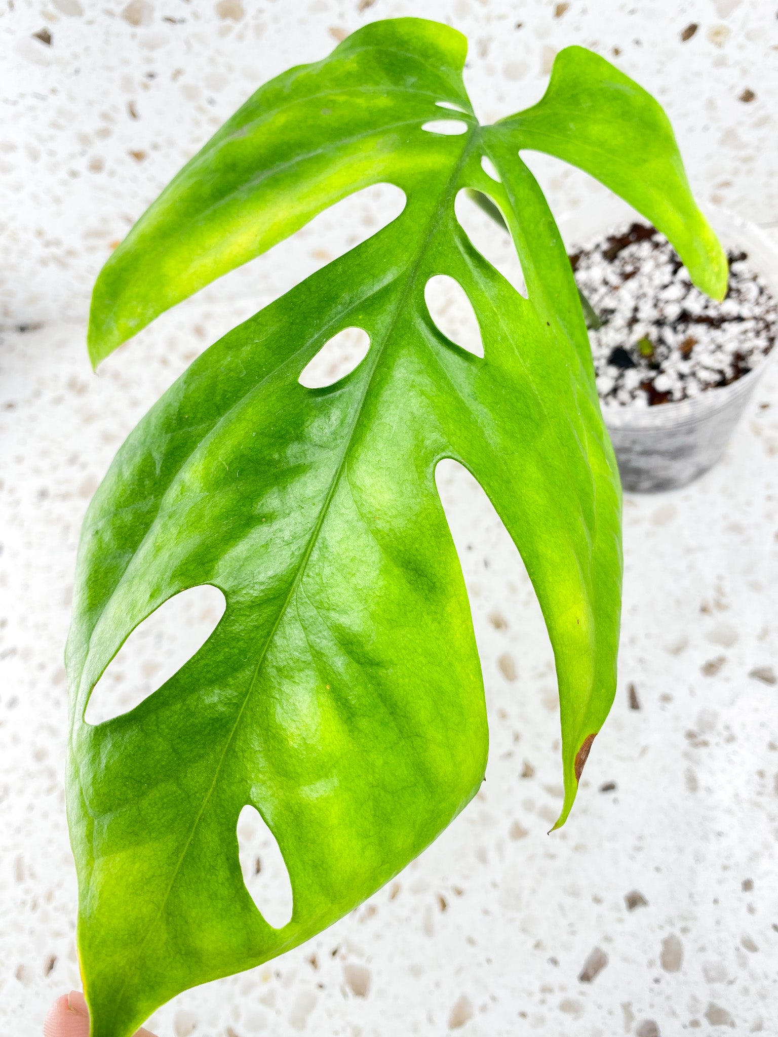 Amydrium Medium Silver 1 leaf