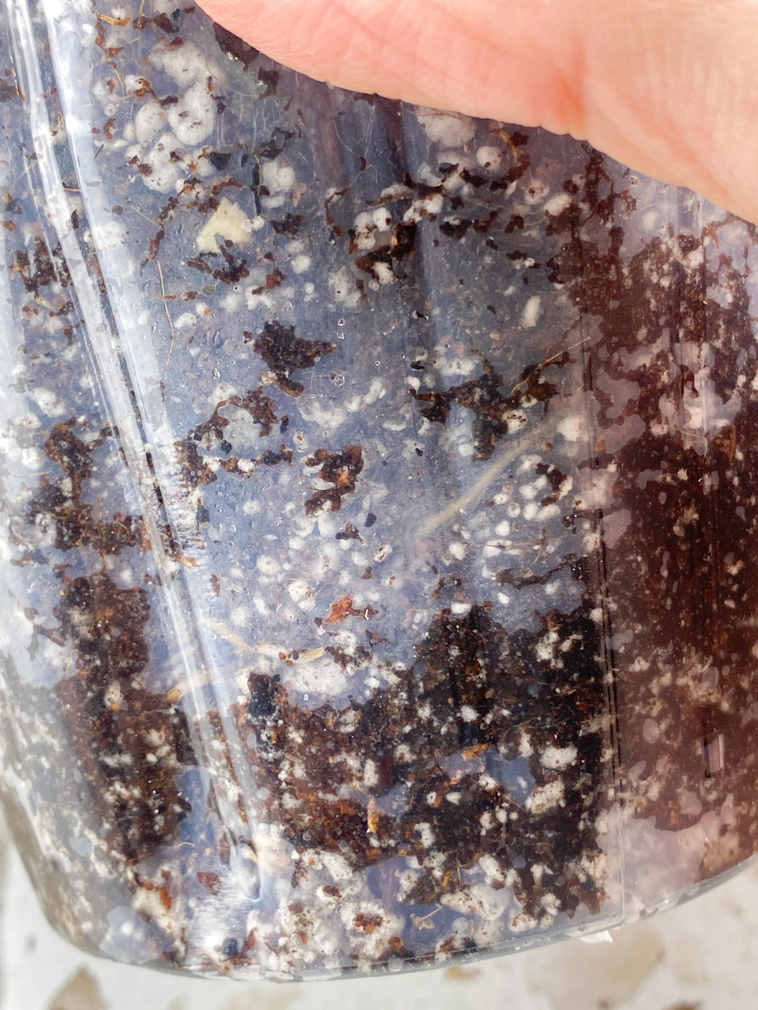 Amydrium Medium Silver 1 leaf
