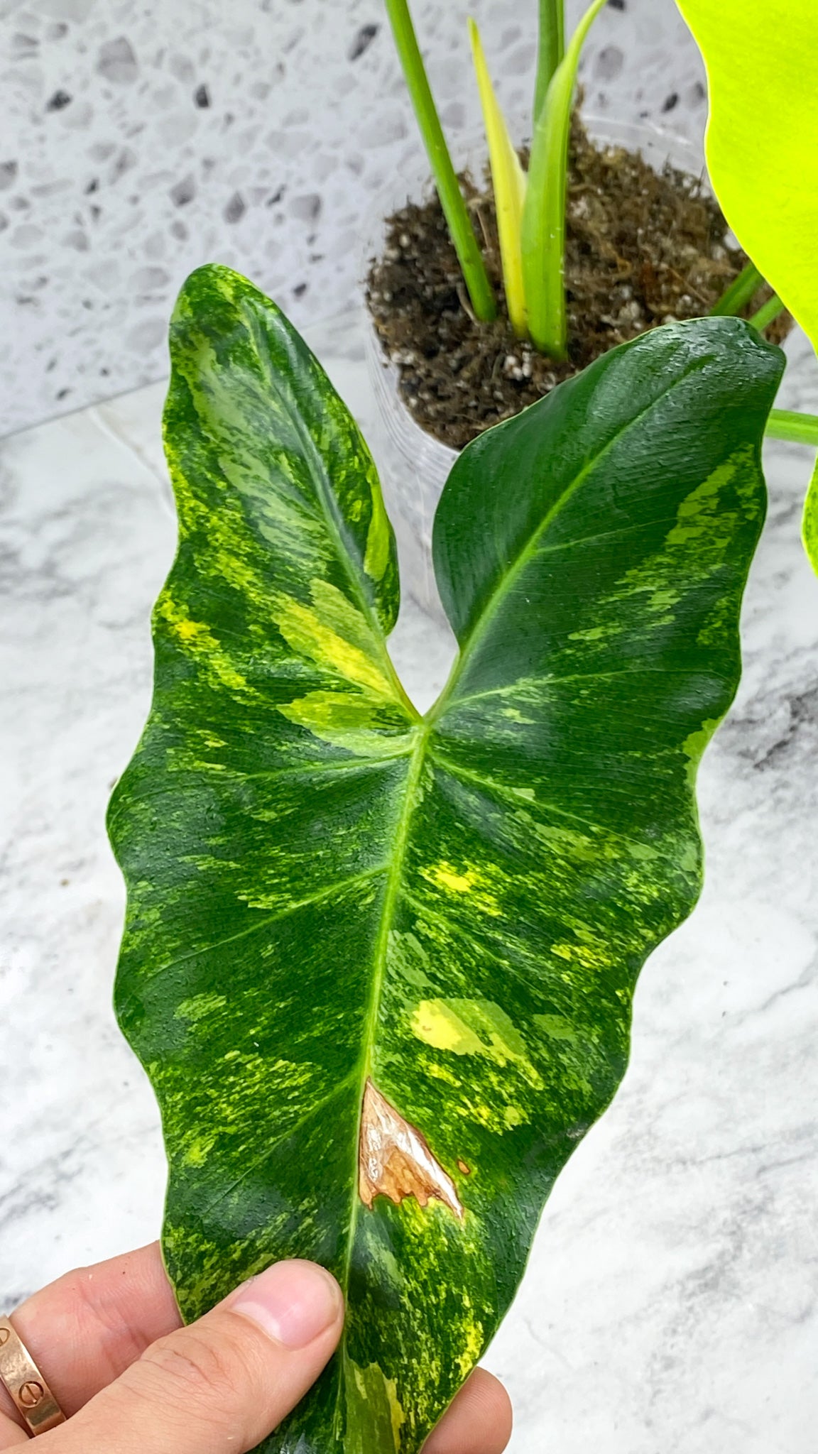 Thaumatophyllum williamsii variegated (Previously called Philodendron williamsii variegated ) Rooted