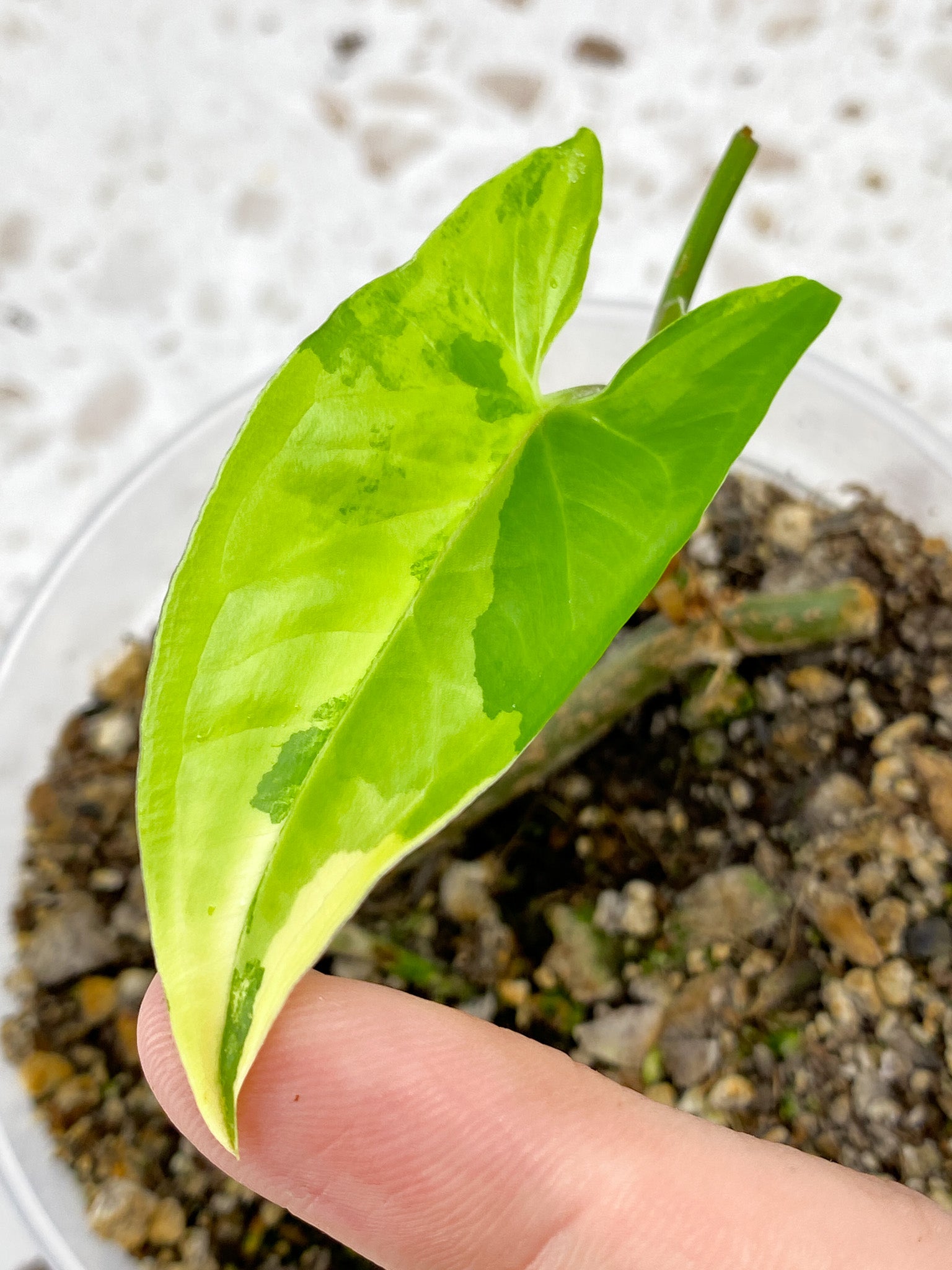 Syngonium Aurea 1 baby leaf