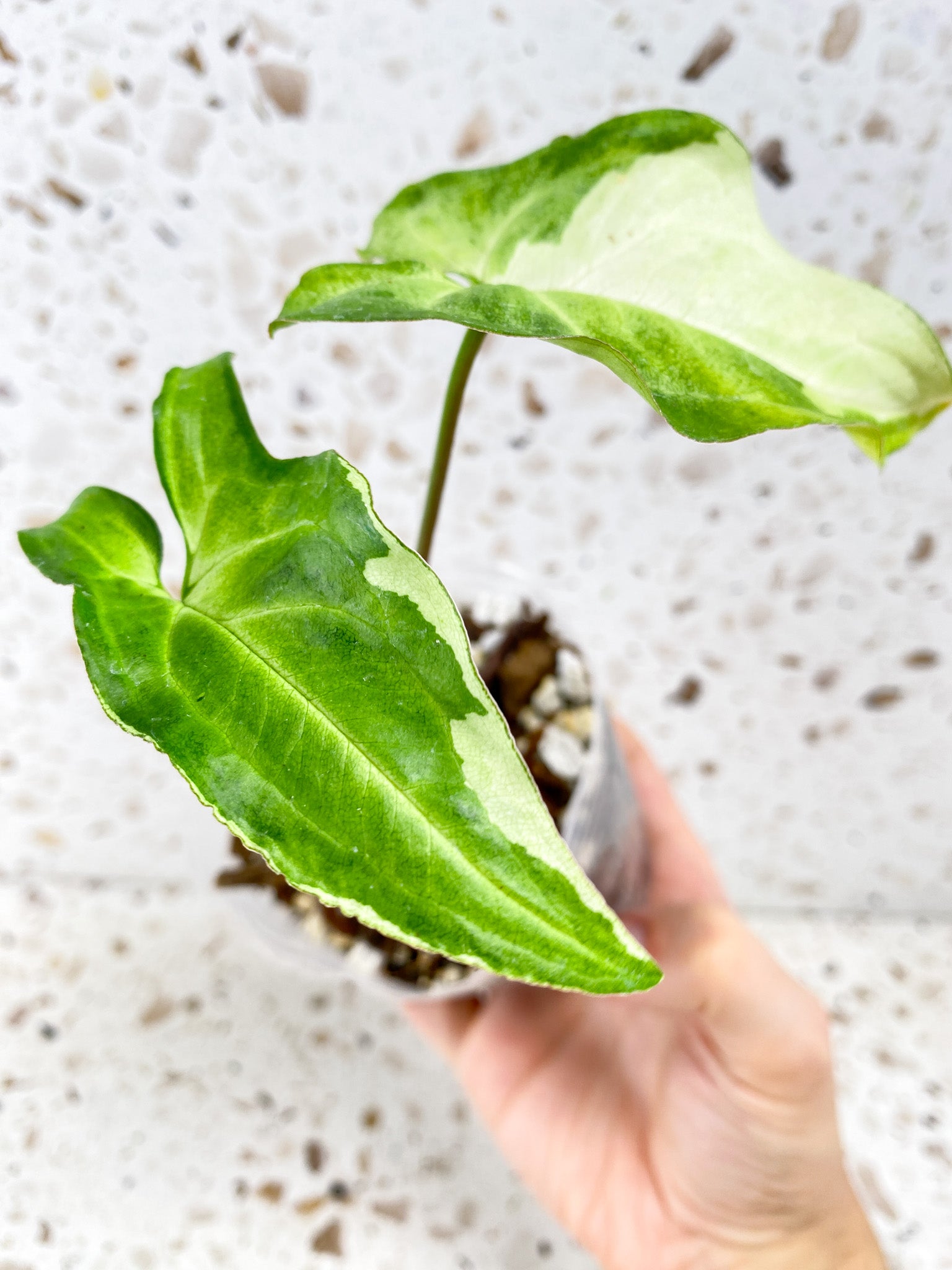 Syngonium Three Kings narrow form 2 leaf top cutting