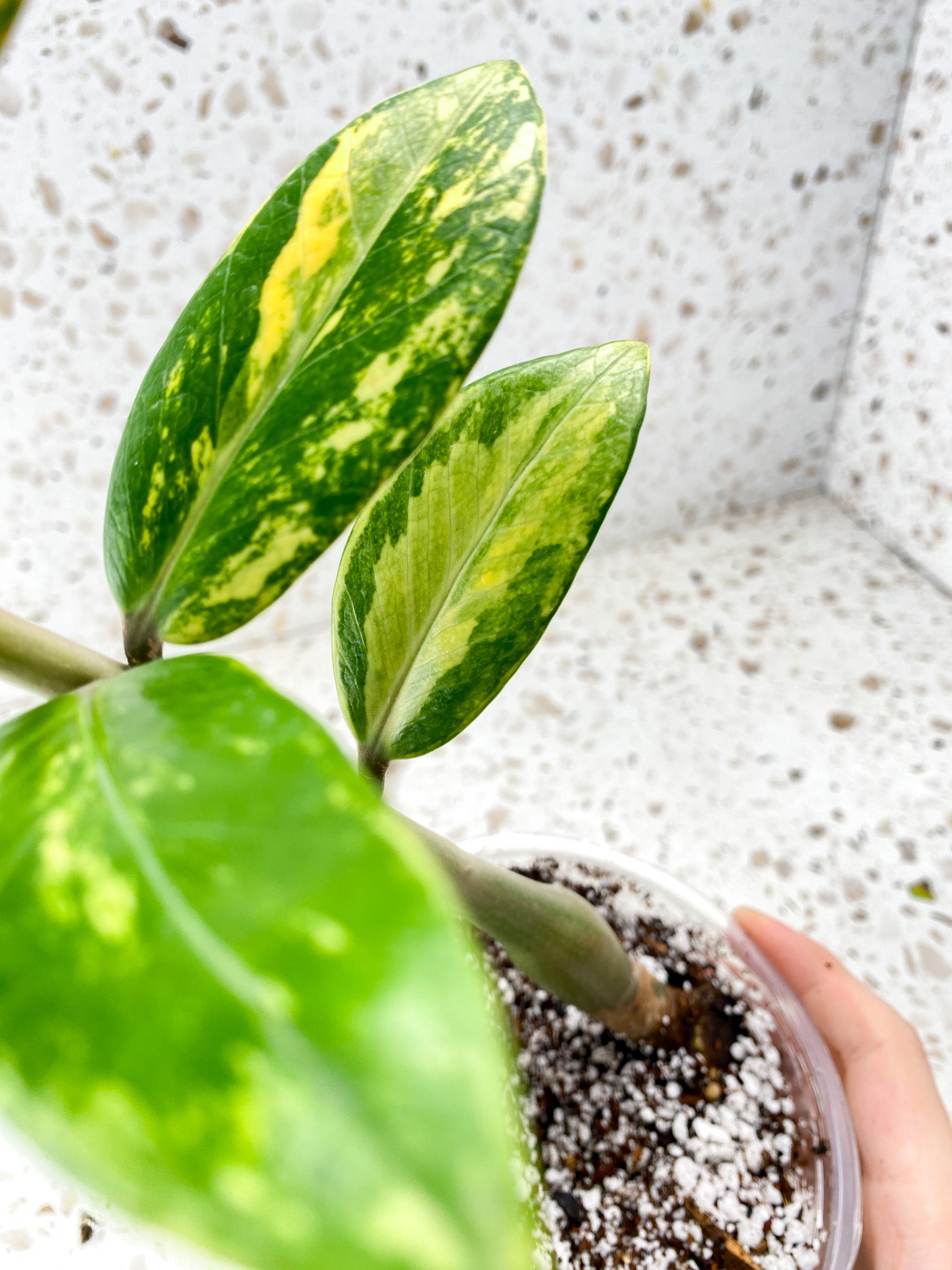 Variegated ZZ Plant