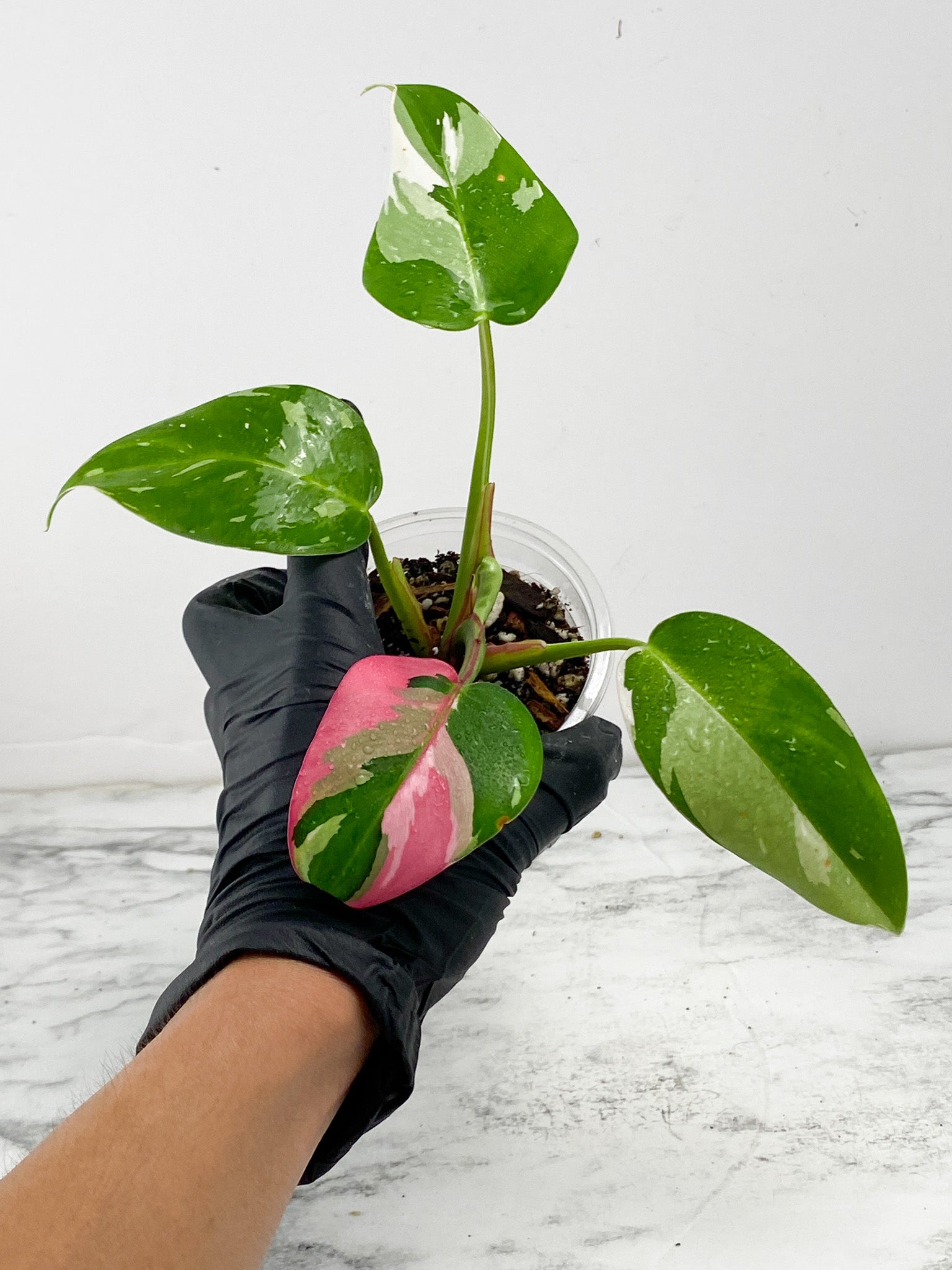 Philodendron White Princess tricolor Rooted