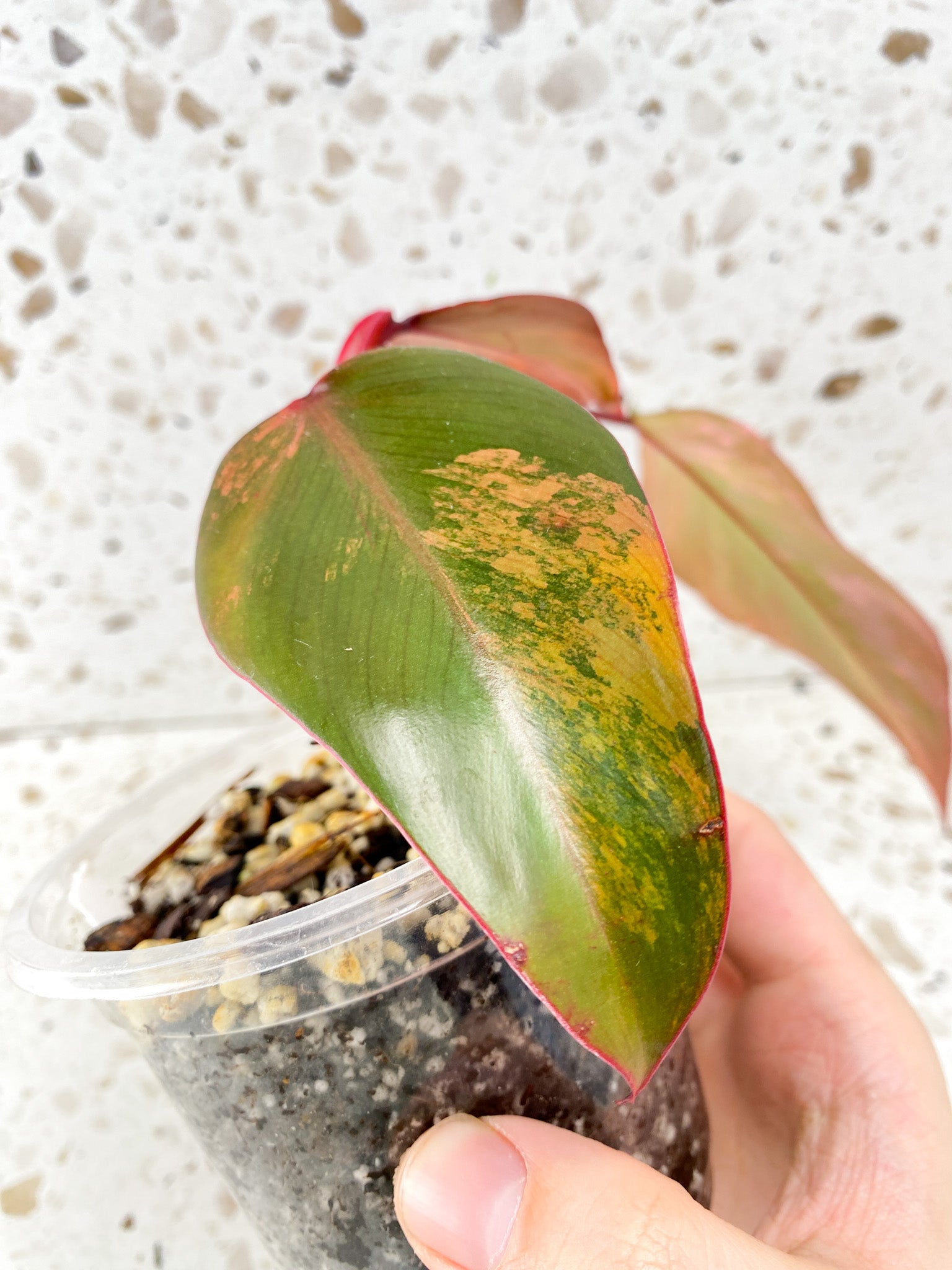 Philodendron Strawberry Shake 3 leaf top cutting