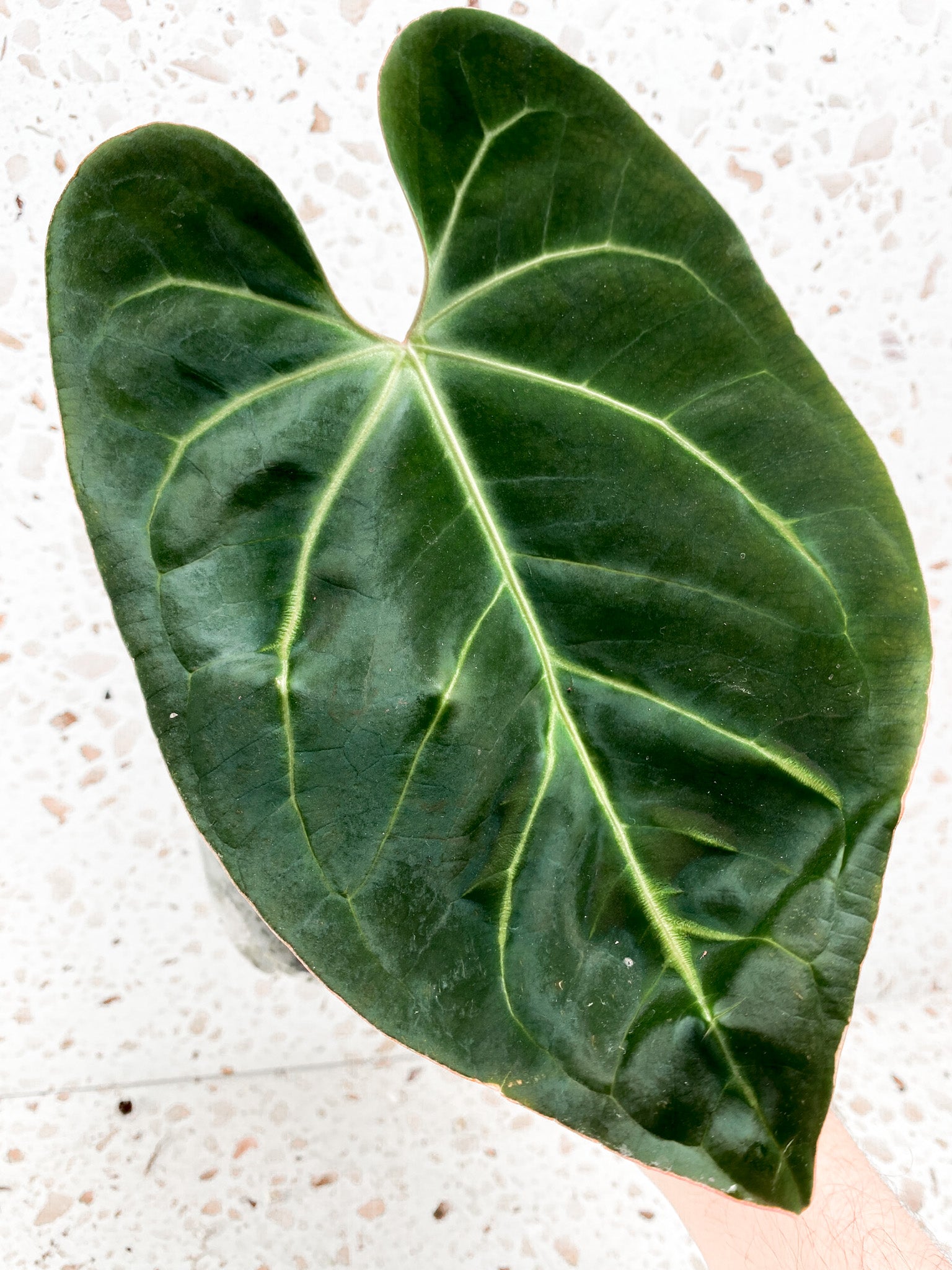 Anthurium Regale dark form 1 leaf top cutting