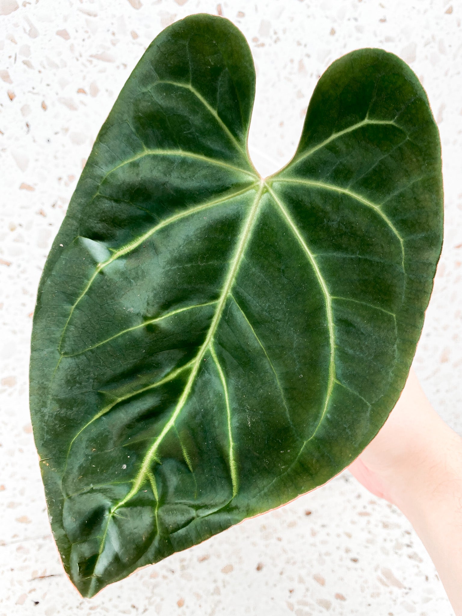 Anthurium Regale dark form 1 leaf top cutting