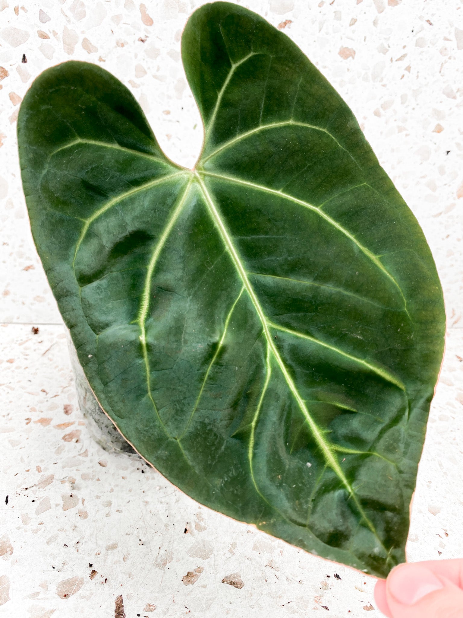 Anthurium Regale dark form 1 leaf top cutting