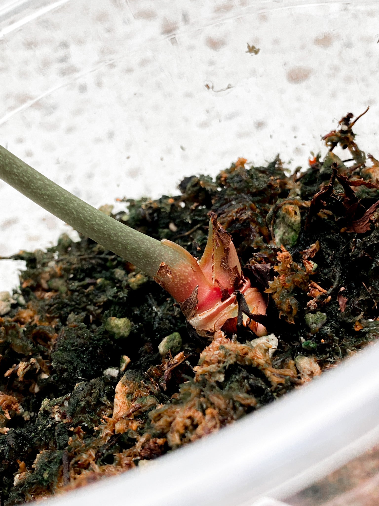 Anthurium Regale dark form 1 leaf top cutting