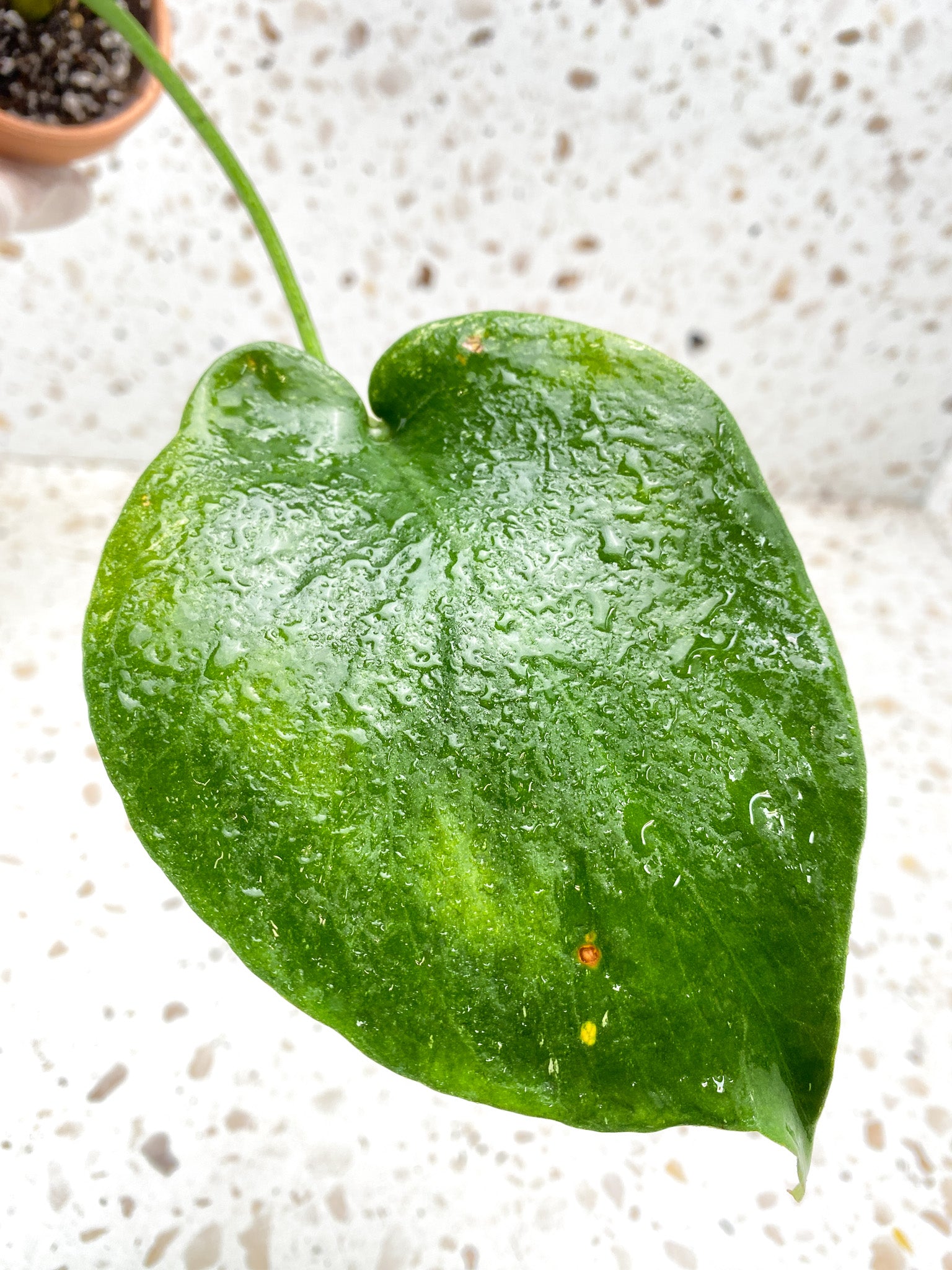 Monstera White Monster Large Form 1 leaf 1 growing bud