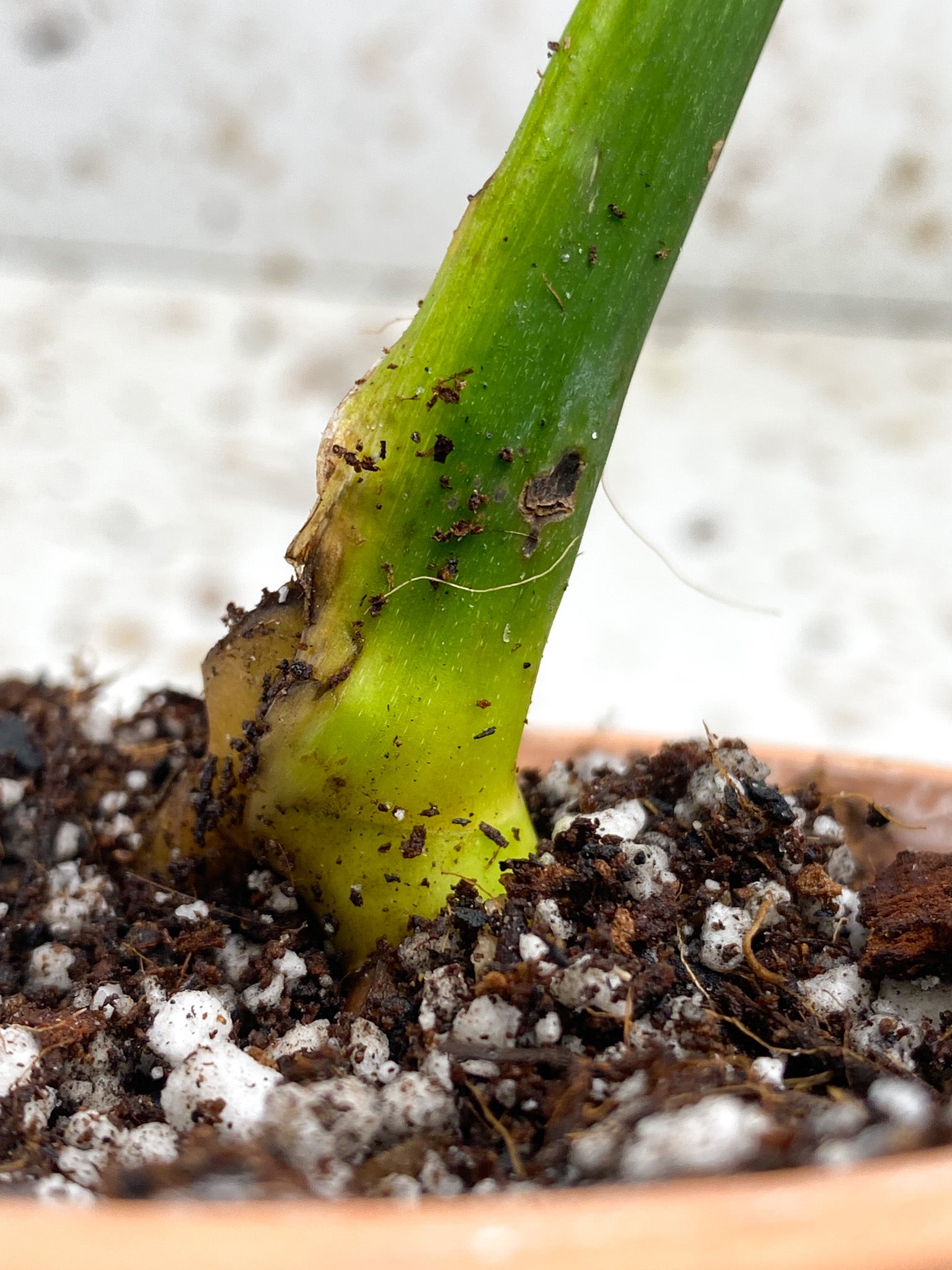 Monstera White Monster Large Form 1 leaf 1 growing bud