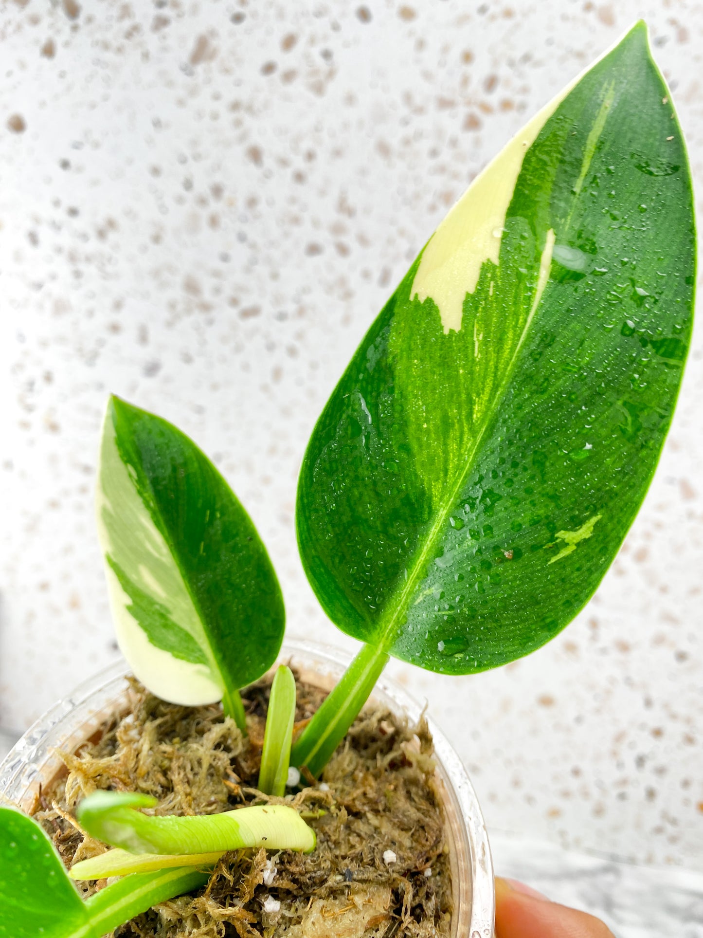 Philodendron Green Congo Variegated Rooted 5 leaves