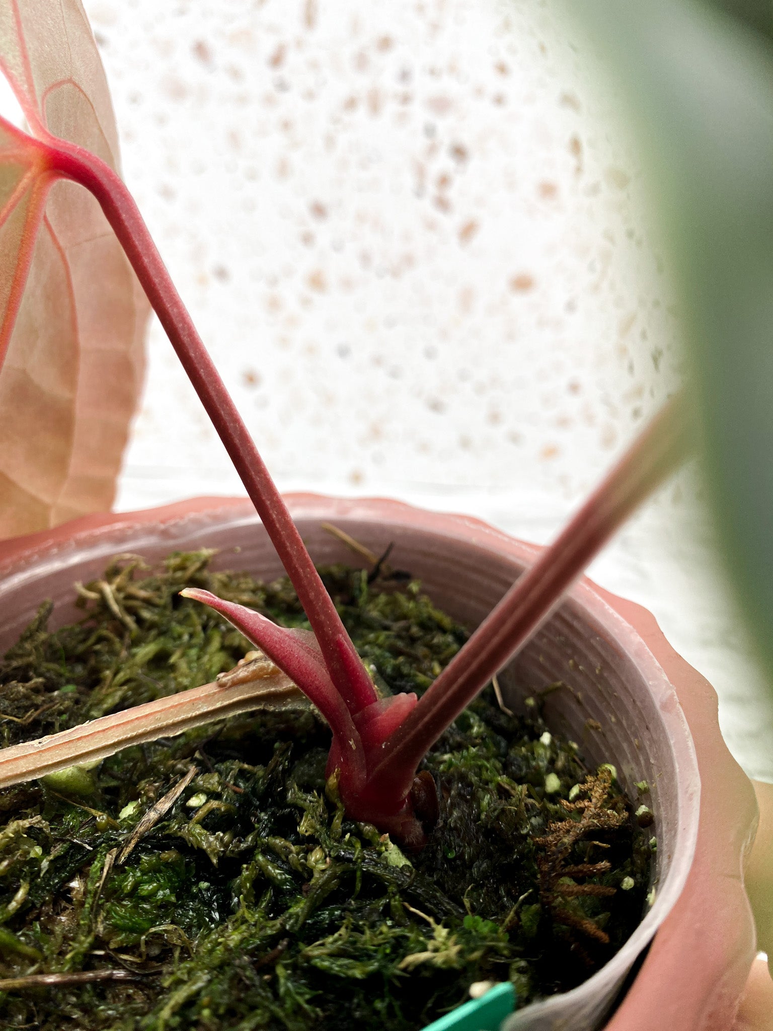 Anthurium Luxurians x Papillilaminum Rooted