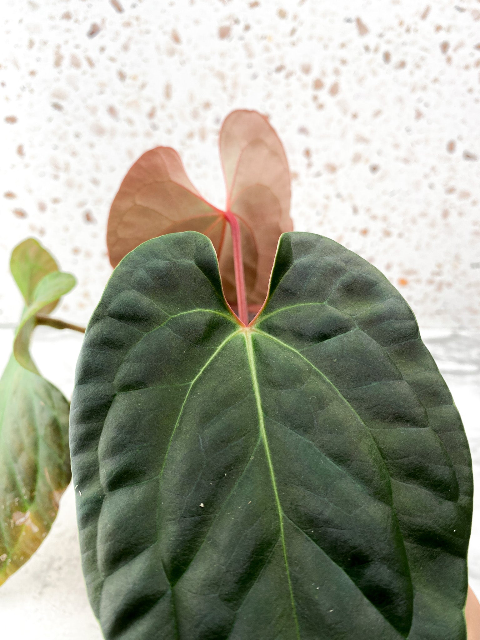 Anthurium Luxurians x Papillilaminum Rooted