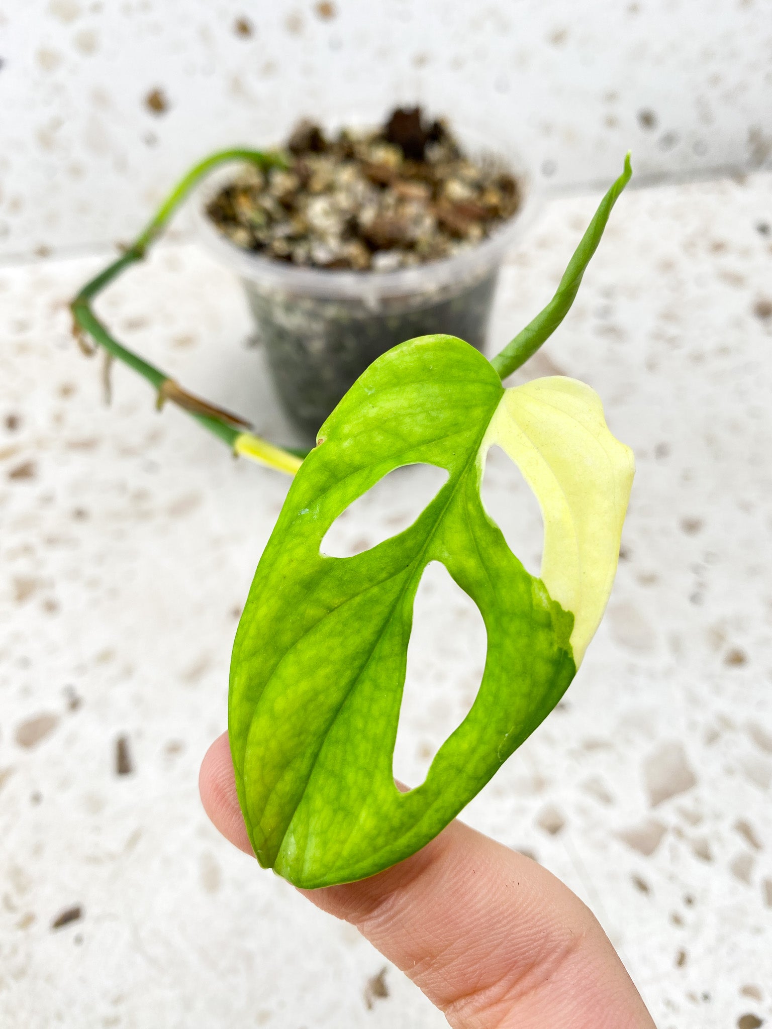 Monstera Adansonii Japanese Tricolor 1 leaf with multiple nodes