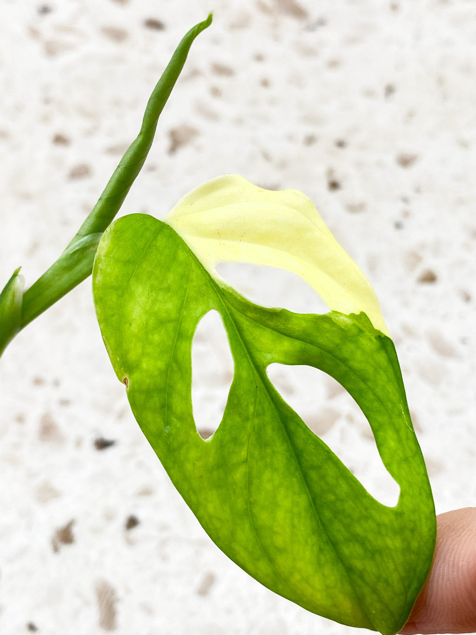 Monstera Adansonii Japanese Tricolor 1 leaf with multiple nodes