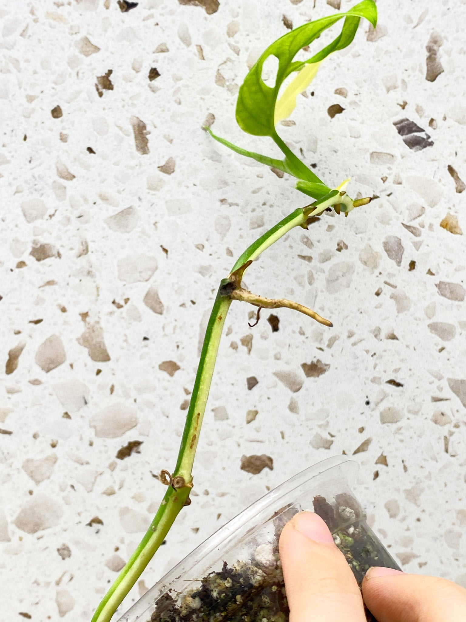 Monstera Adansonii Japanese Tricolor 1 leaf with multiple nodes