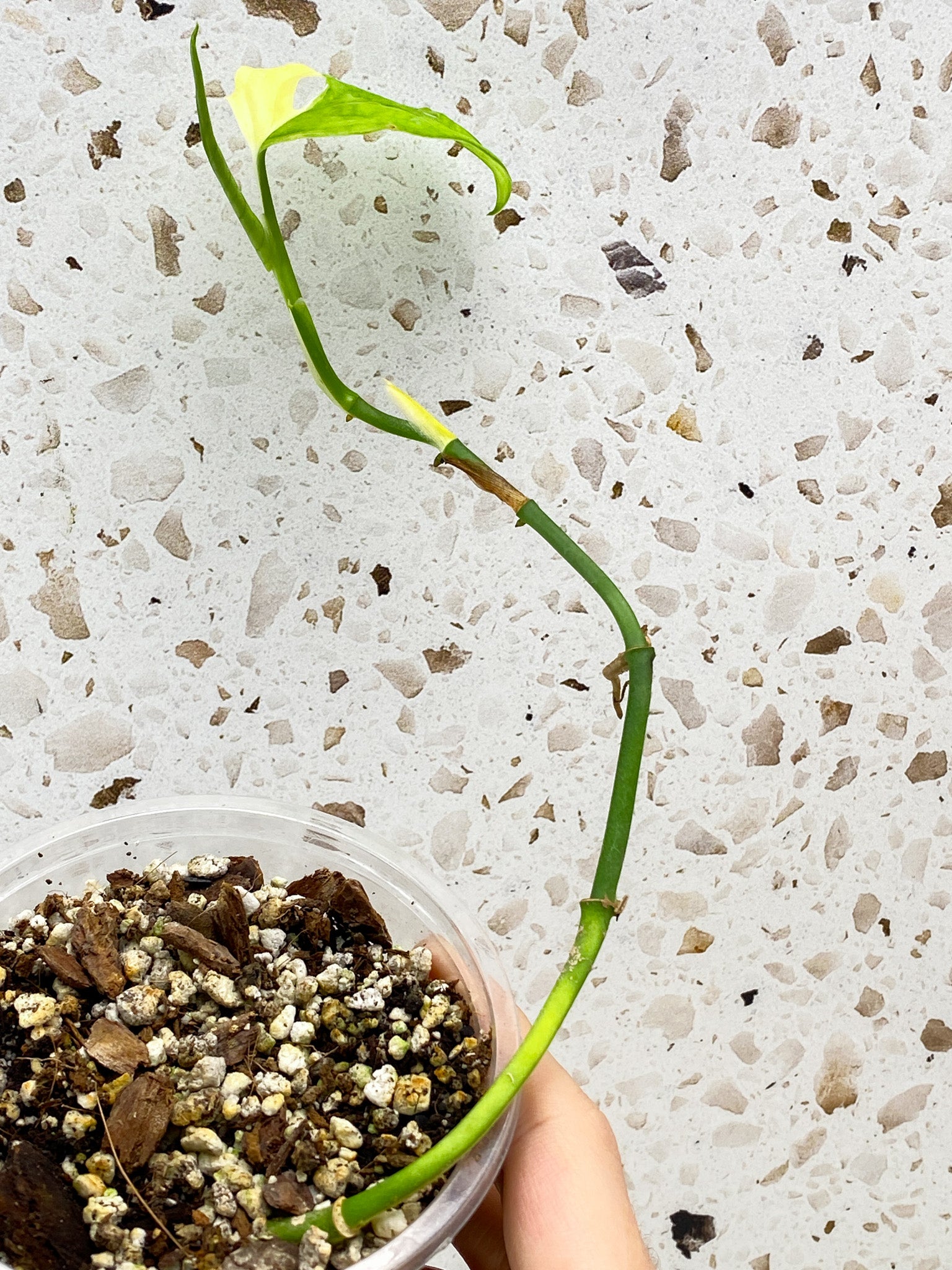 Monstera Adansonii Japanese Tricolor 1 leaf with multiple nodes