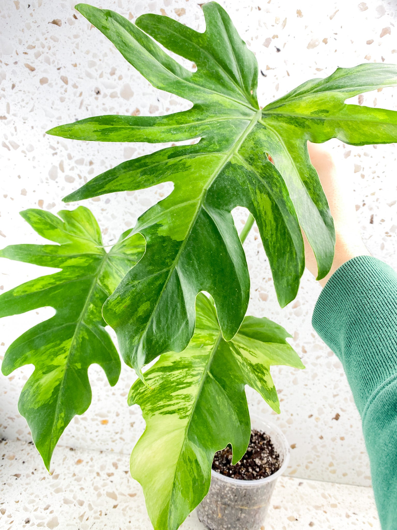 Thaumatophyllum Radiatum Variegated 3 leaves