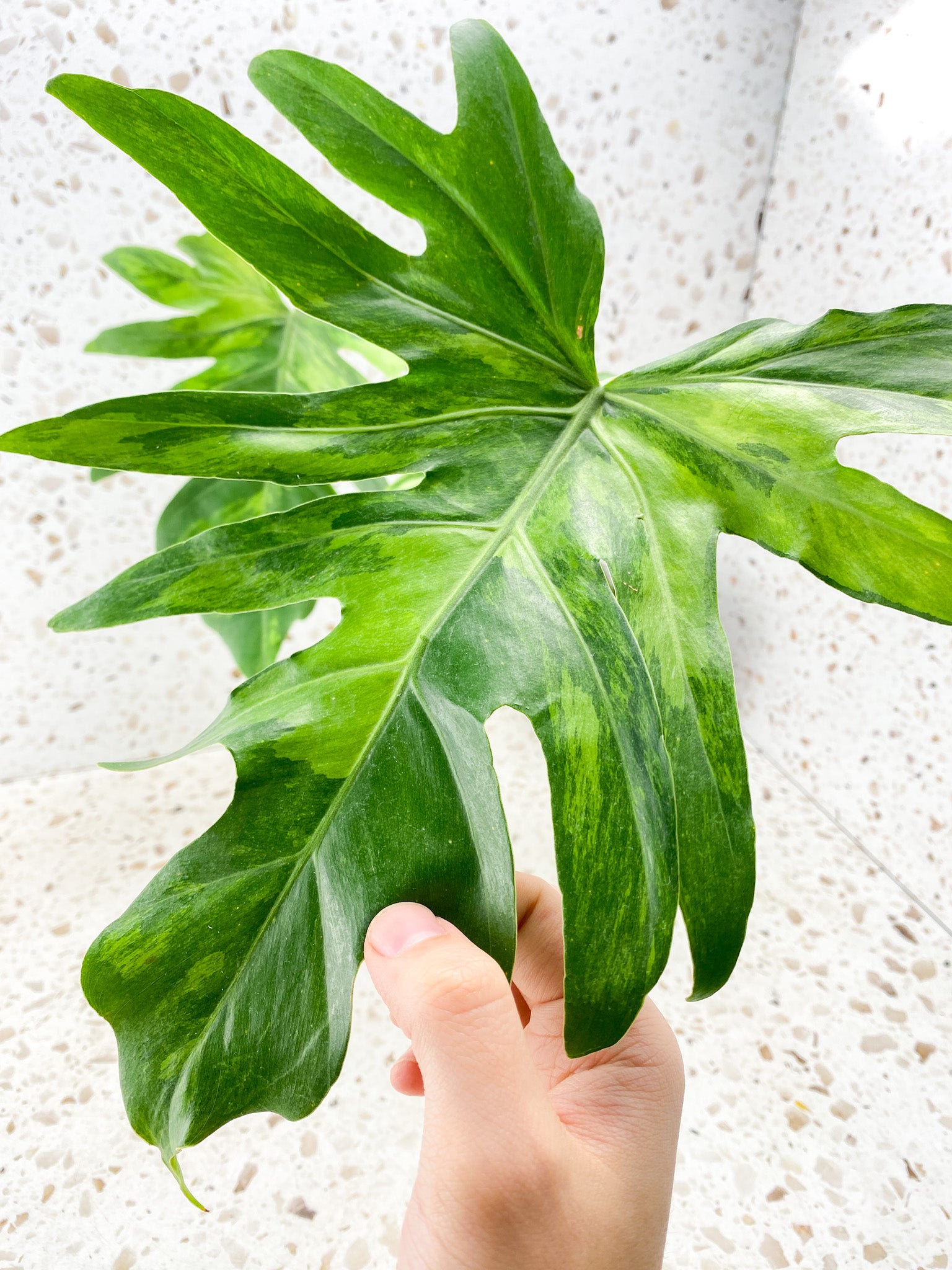 Thaumatophyllum Radiatum Variegated 3 leaves