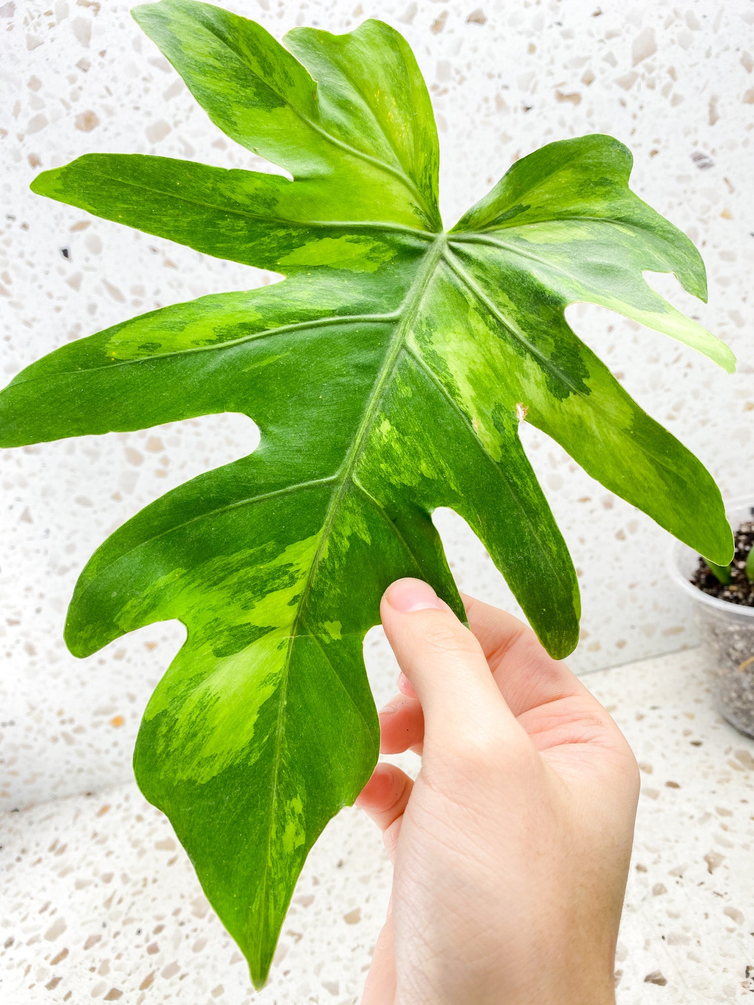 Thaumatophyllum Radiatum Variegated 3 leaves