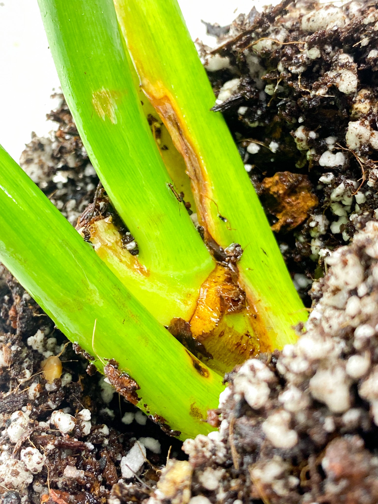 Thaumatophyllum Radiatum Variegated 3 leaves