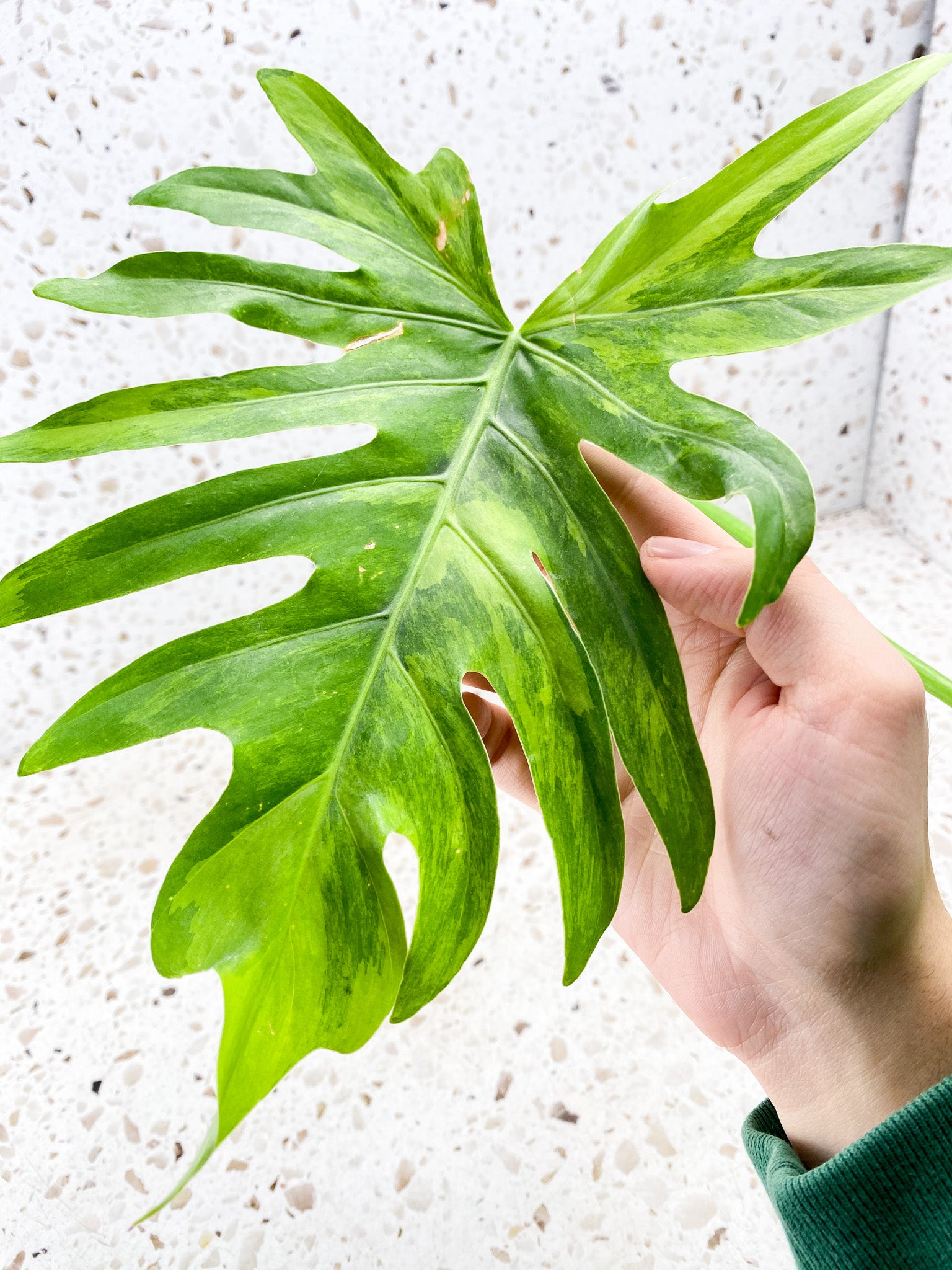 Thaumatophyllum Radiatum Variegated 2 leaves