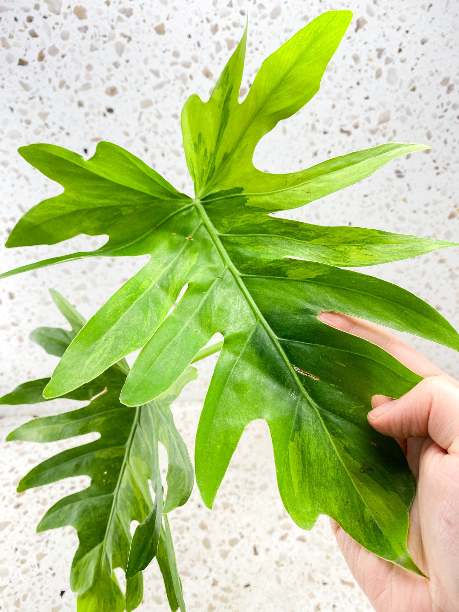 Thaumatophyllum Radiatum Variegated 2 leaves