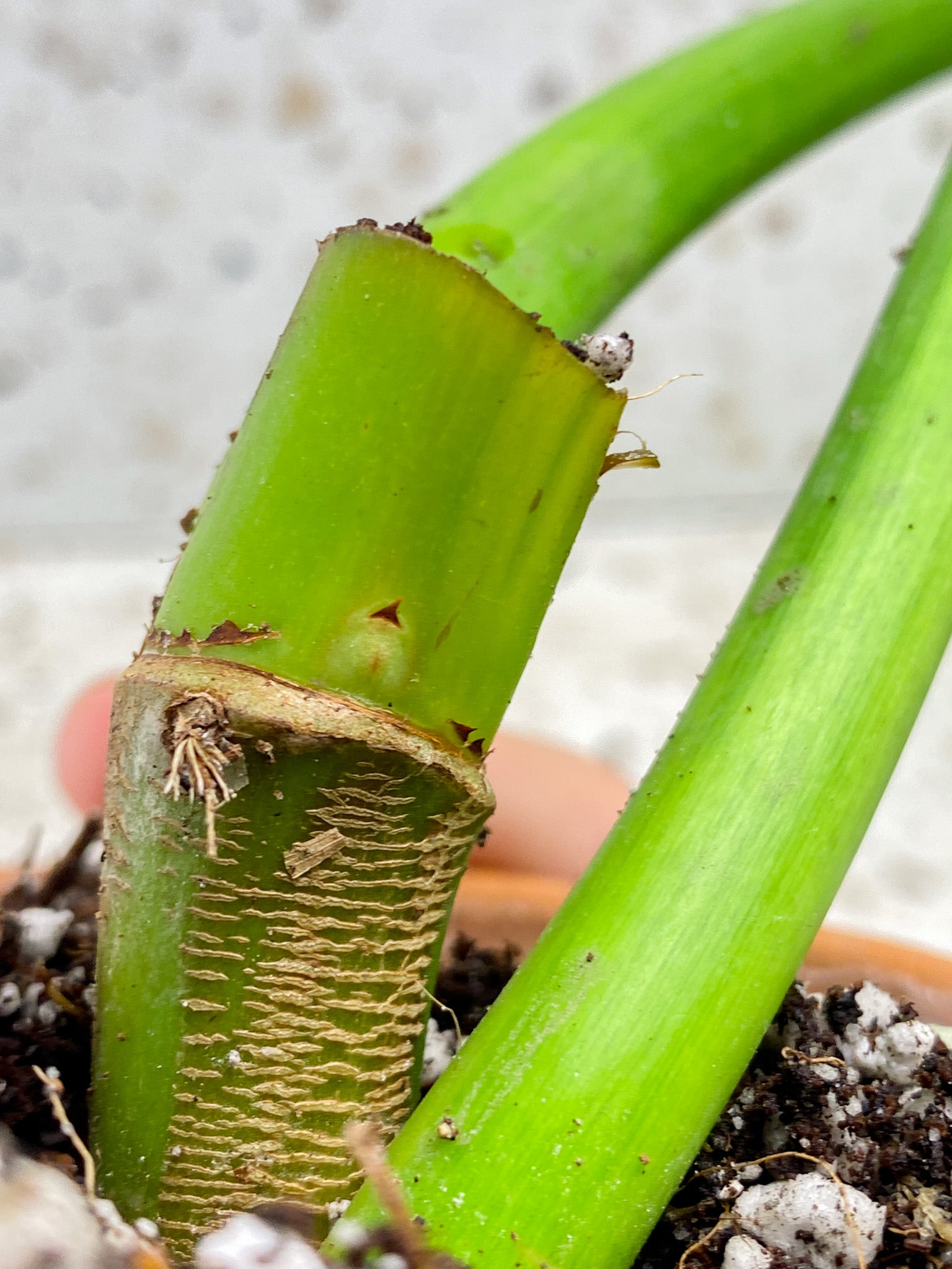 Thaumatophyllum Radiatum Variegated 2 leaves