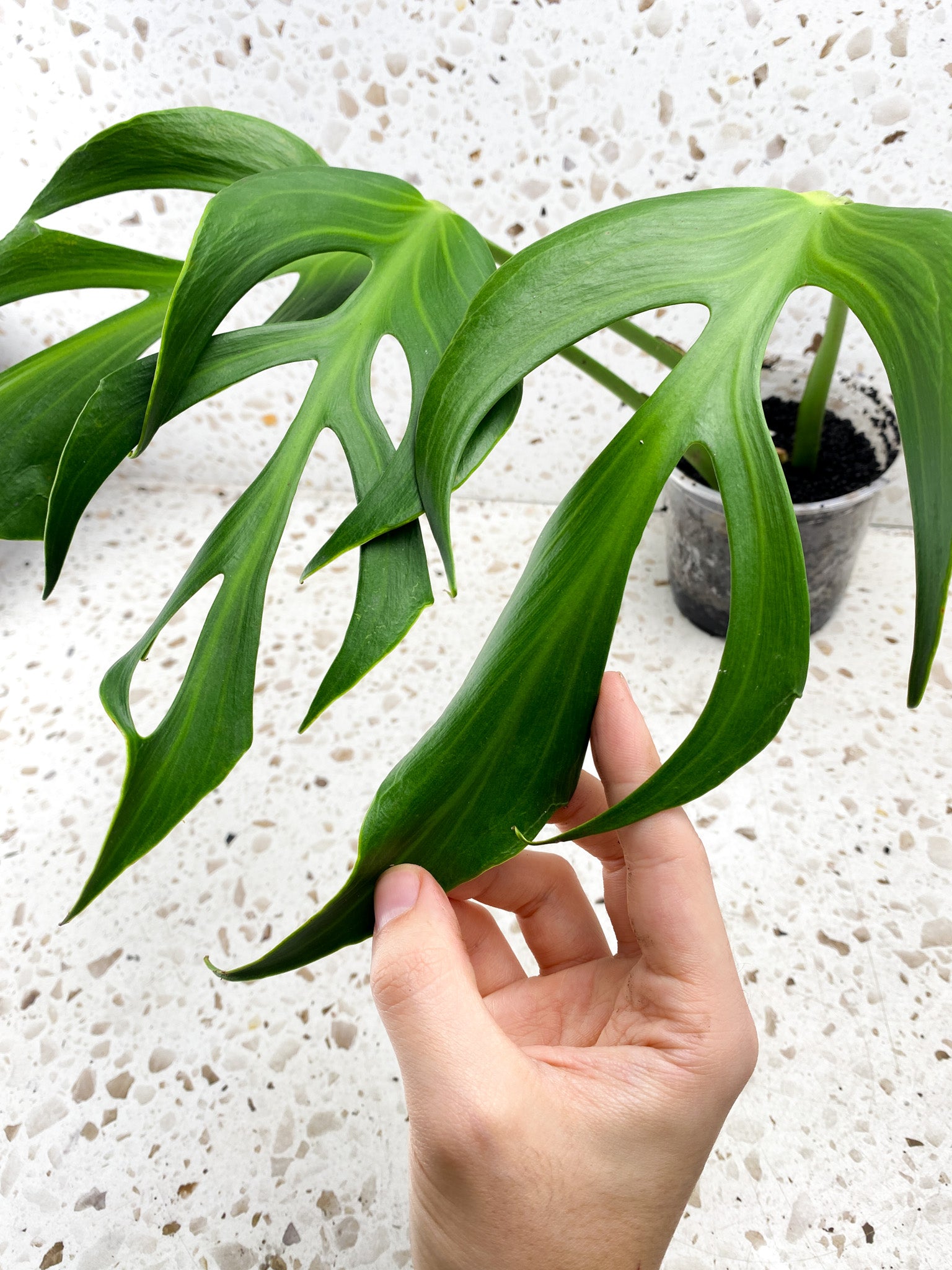 Monstera Burle Marx Flame 3 mature leaf plant.